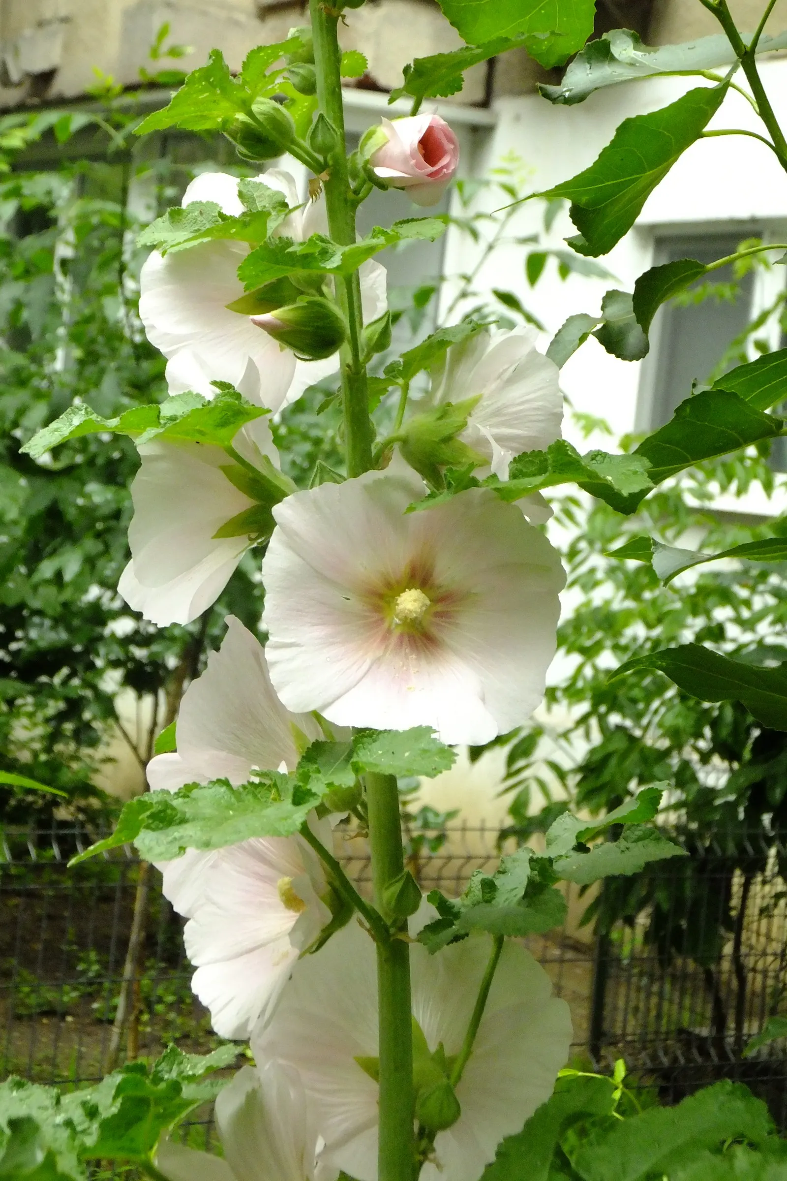 Hollyhock (Alcea Rosea) — It is essential to provide ample space between plants