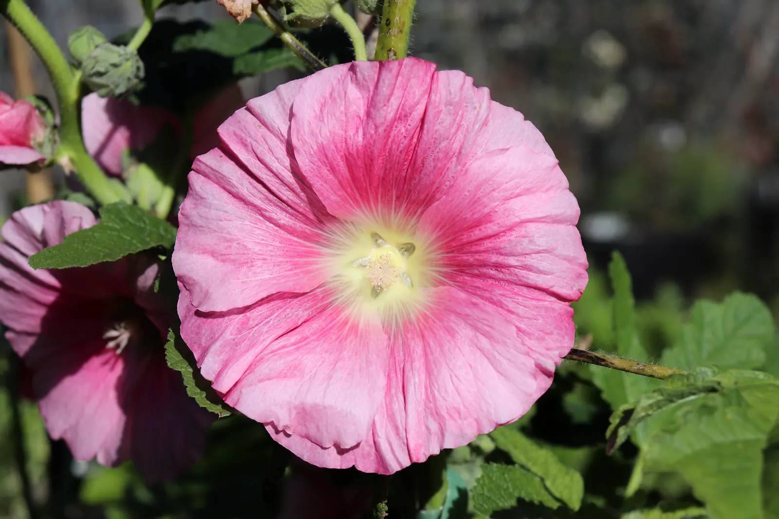 Hollyhock (Alcea Rosea) — It attracts pollinators and adds vertical interest to borders or as a background plant; is an eye-catching herbaceous, image 105