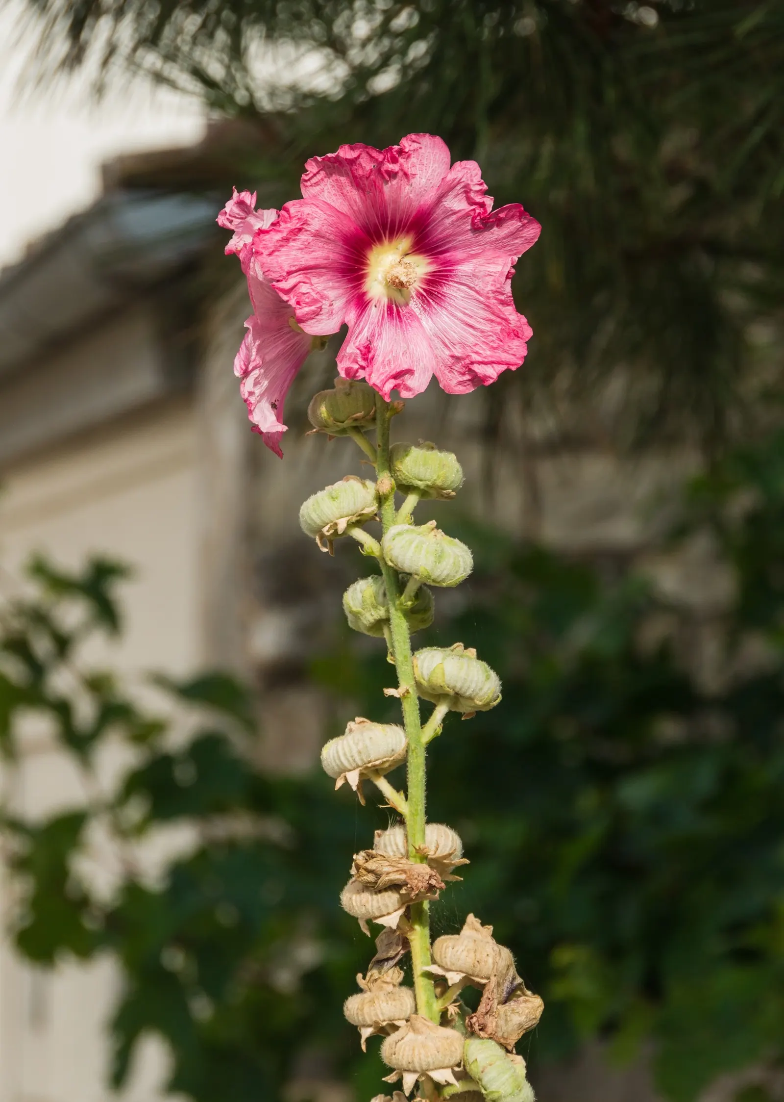 Hollyhock (Alcea Rosea) — each flower spanning an average of 3 to 5 inches across; scientifically known as Alcea rosea, image 87