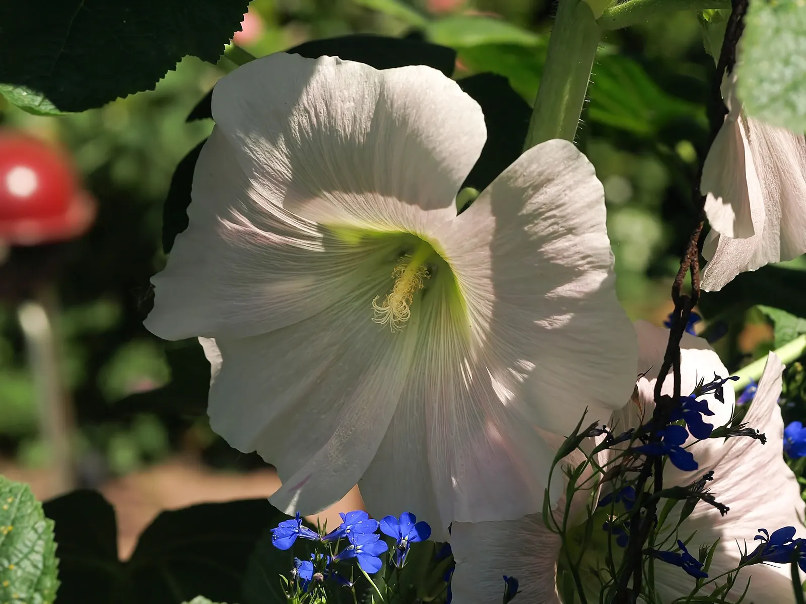 Hollyhock (Alcea Rosea) — pink and red flowers in the garden; hollyhocks typically grow to an impressive height ranging from 6 to 8 feet, image 73