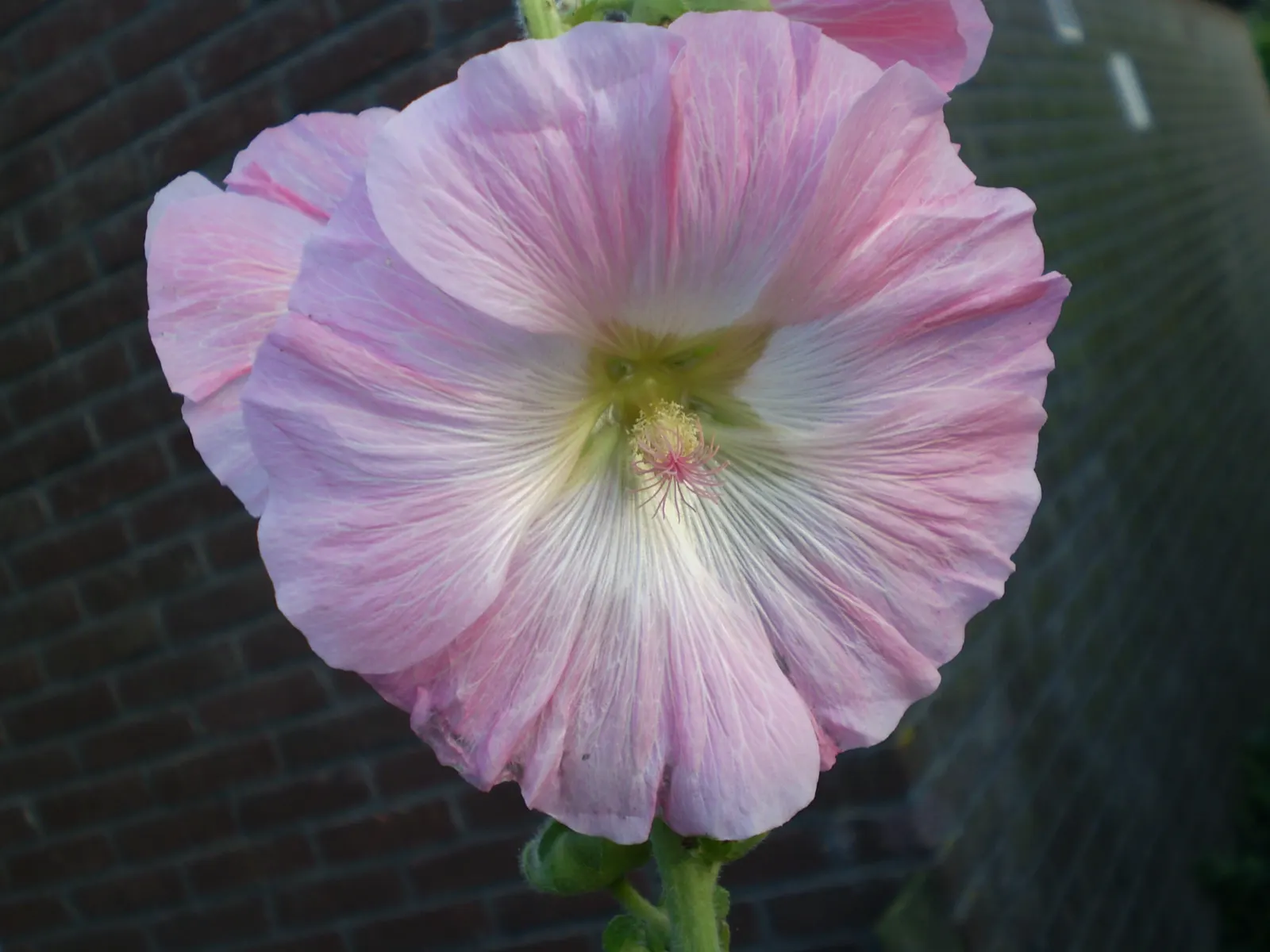 Hollyhock (Alcea Rosea) — which ensures their presence in the garden year after year