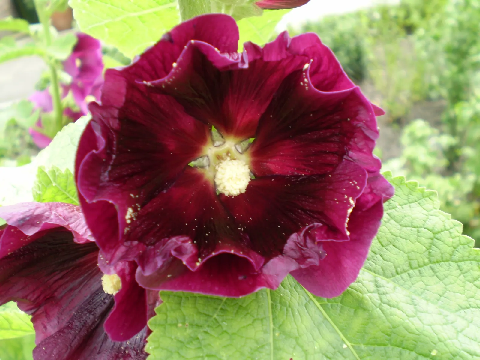 Hollyhock (Alcea Rosea) — It attracts pollinators and adds vertical interest to borders or as a background plant; is an eye-catching herbaceous, image 80