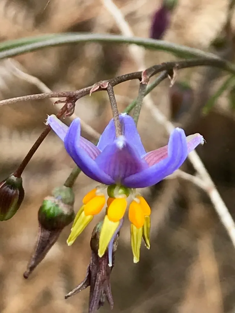 Smooth Flax Lily (Dianella Longifolia) — This low-maintenance selection is drought-resistant once established