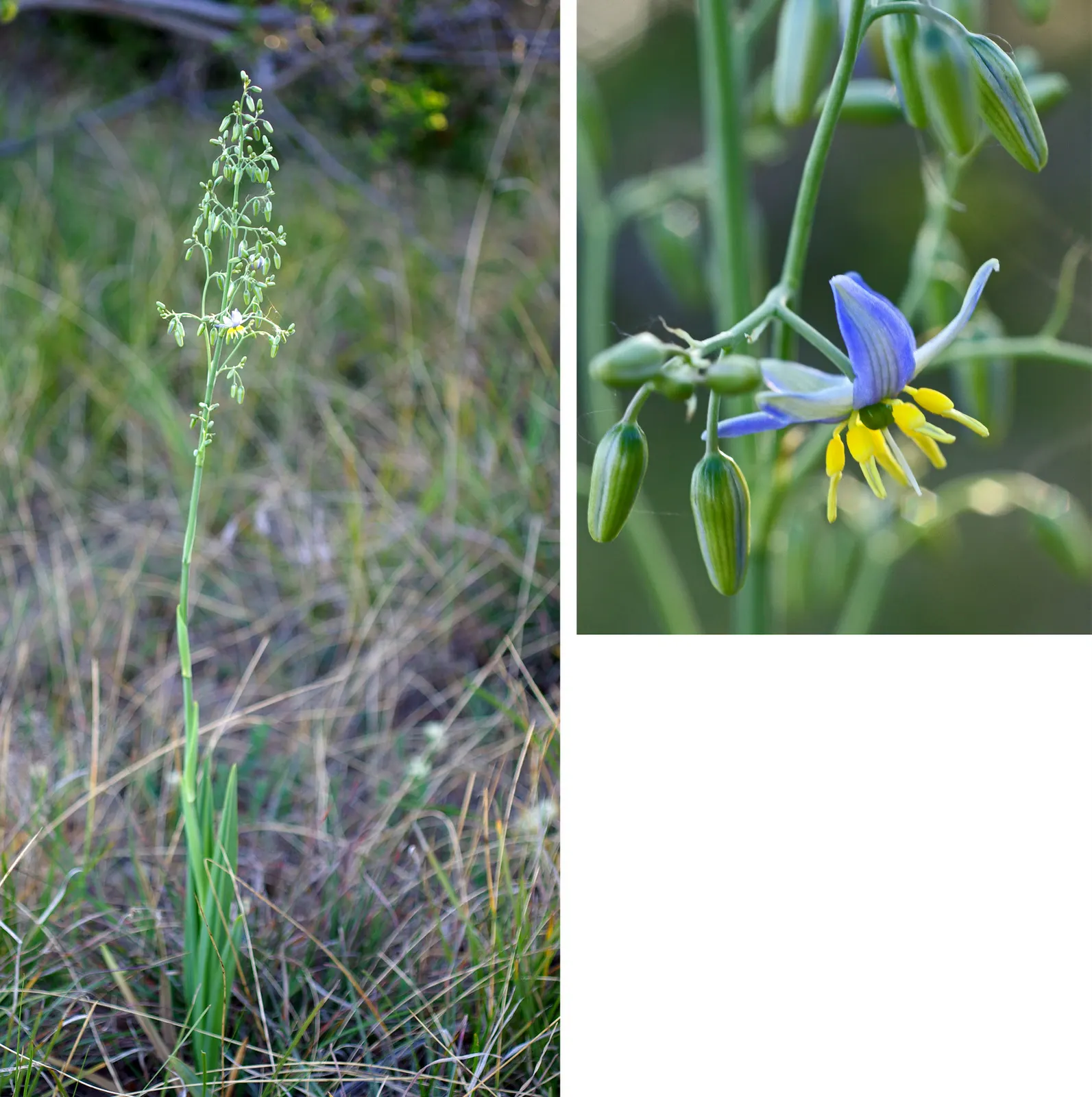 Smooth Flax Lily (Dianella Longifolia) — Its slender, arching leaves and delicate blue flowers add texture to garden borders