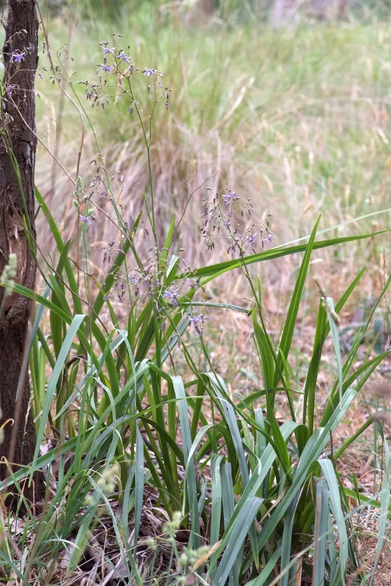 Smooth Flax Lily (Dianella Longifolia) — reaching heights of 2 to 3 feet with an equal spread