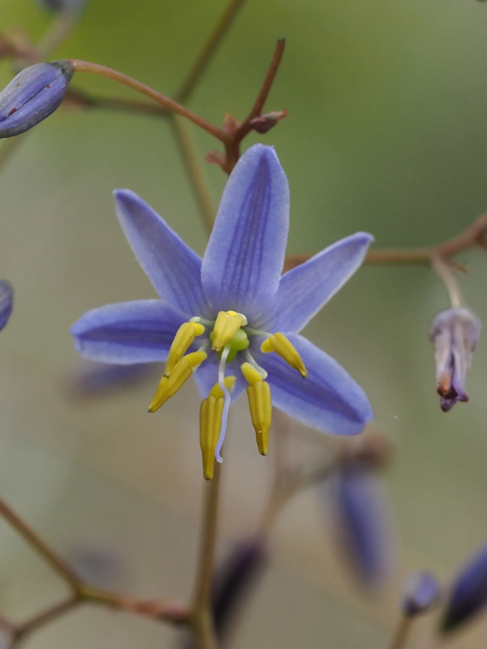 Smooth Flax Lily (Dianella Longifolia) — Thriving in USDA zones 7-10, it prefers partial shade and well-drained soils