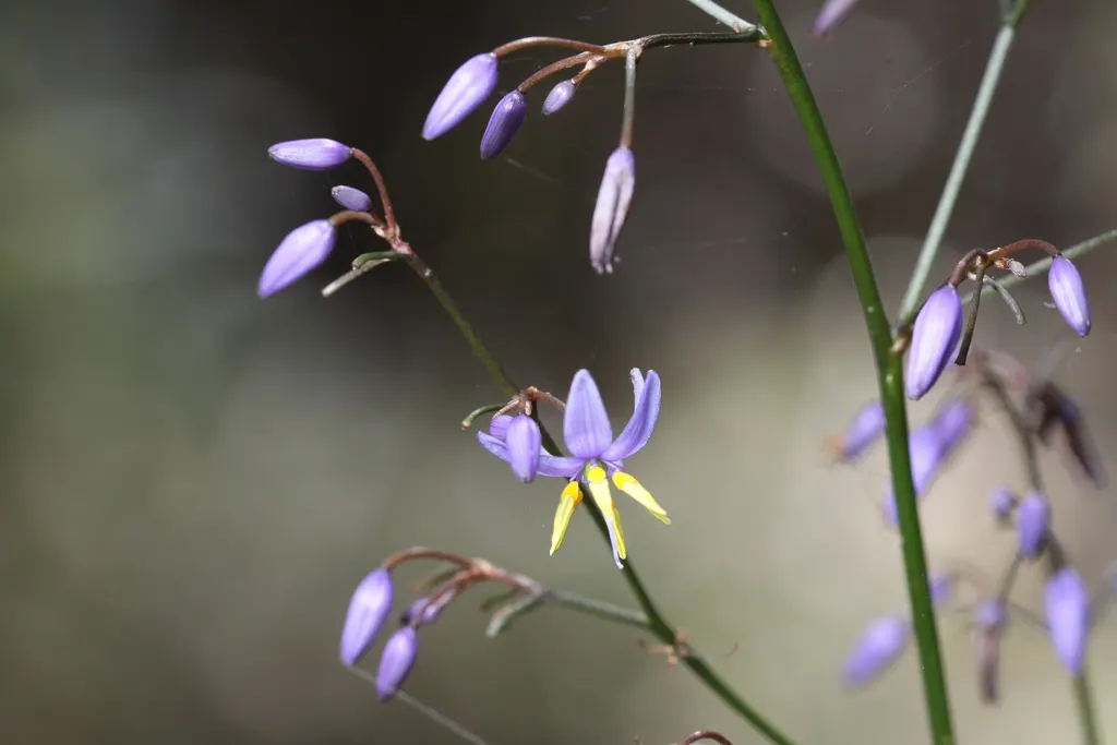 Smooth Flax Lily (Dianella Longifolia) — Smooth Flax Lily (Dianella longifolia) is an attractive