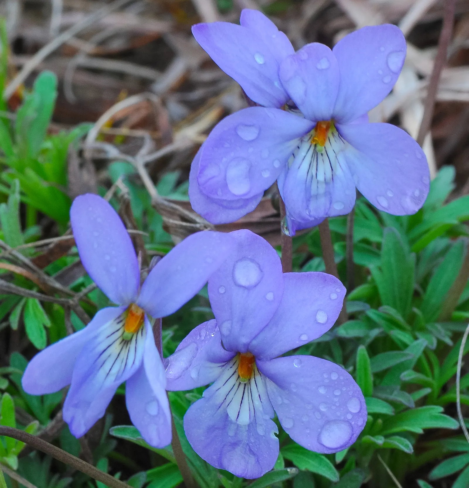 Bird's Foot Violet (Viola Pedata) — The leaves form a low-growing; this drought-tolerant species adds unique texture and color to rock gardens and, image 70