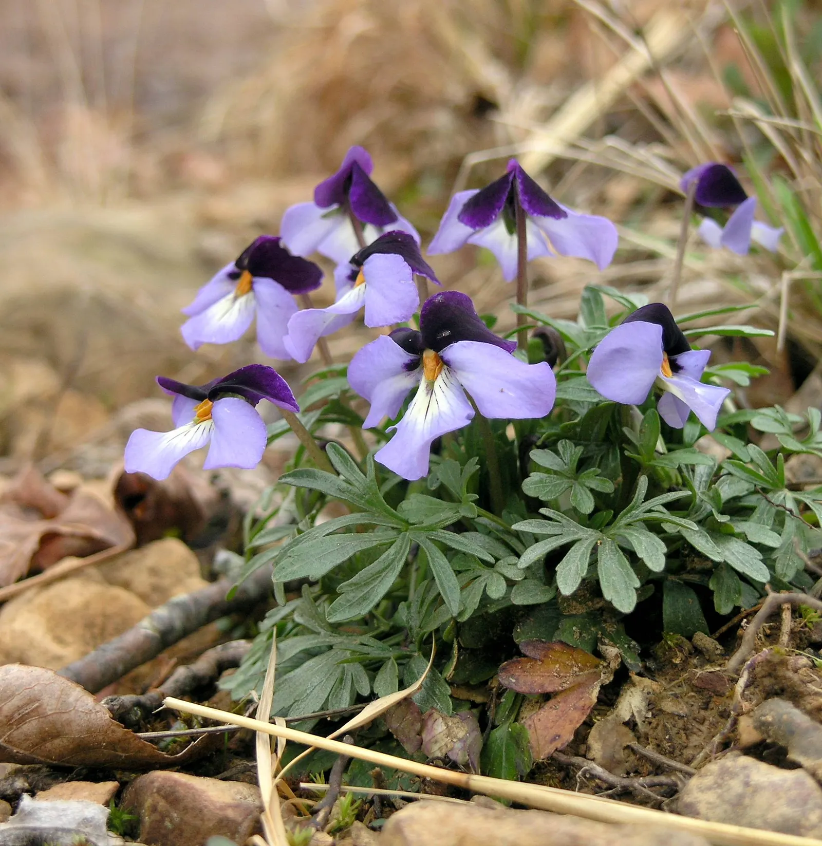 Bird's Foot Violet (Viola Pedata) — This species is somewhat drought-resistant once established; nodding effect in the breeze.<br><br>Preferring, image 80