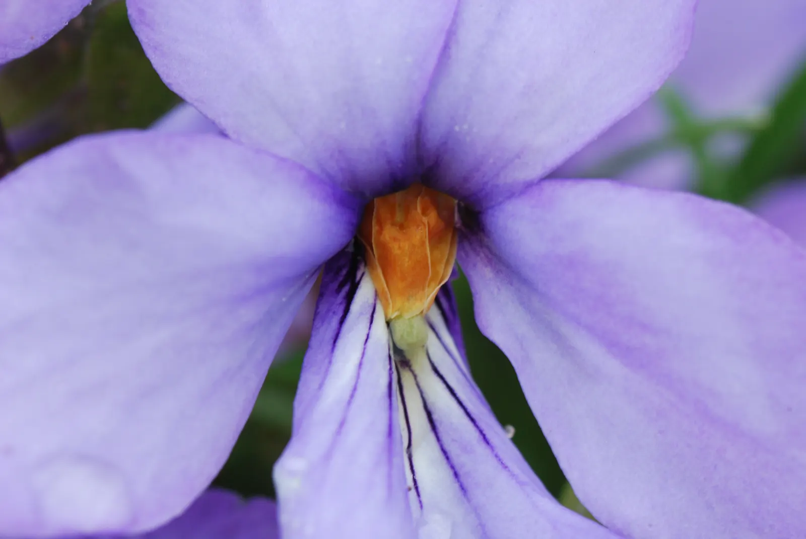 Bird's Foot Violet (Viola Pedata) — typically from April to June; blue and purple flowers in the garden, image 73