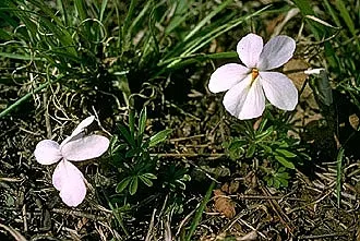 Bird's Foot Violet (Viola Pedata) — deeply lobed leaves resembling a bird‚Äôs foot; compact basal rosette reaching about 3-6 inches in height, image 62