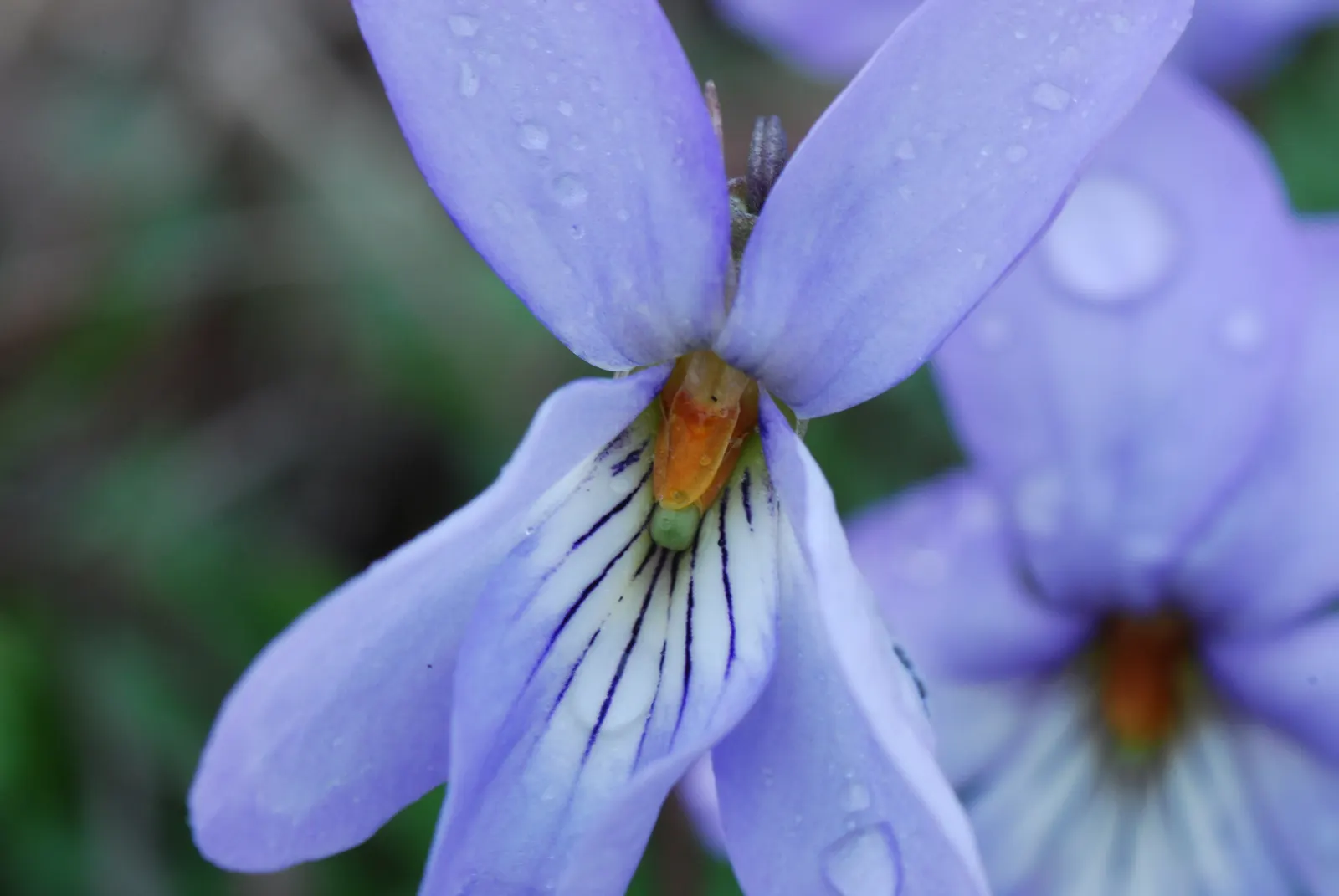 Bird's Foot Violet (Viola Pedata) — Flourishing in well-drained; viola pedata thrives in full sun but can also tolerate light shade, image 63