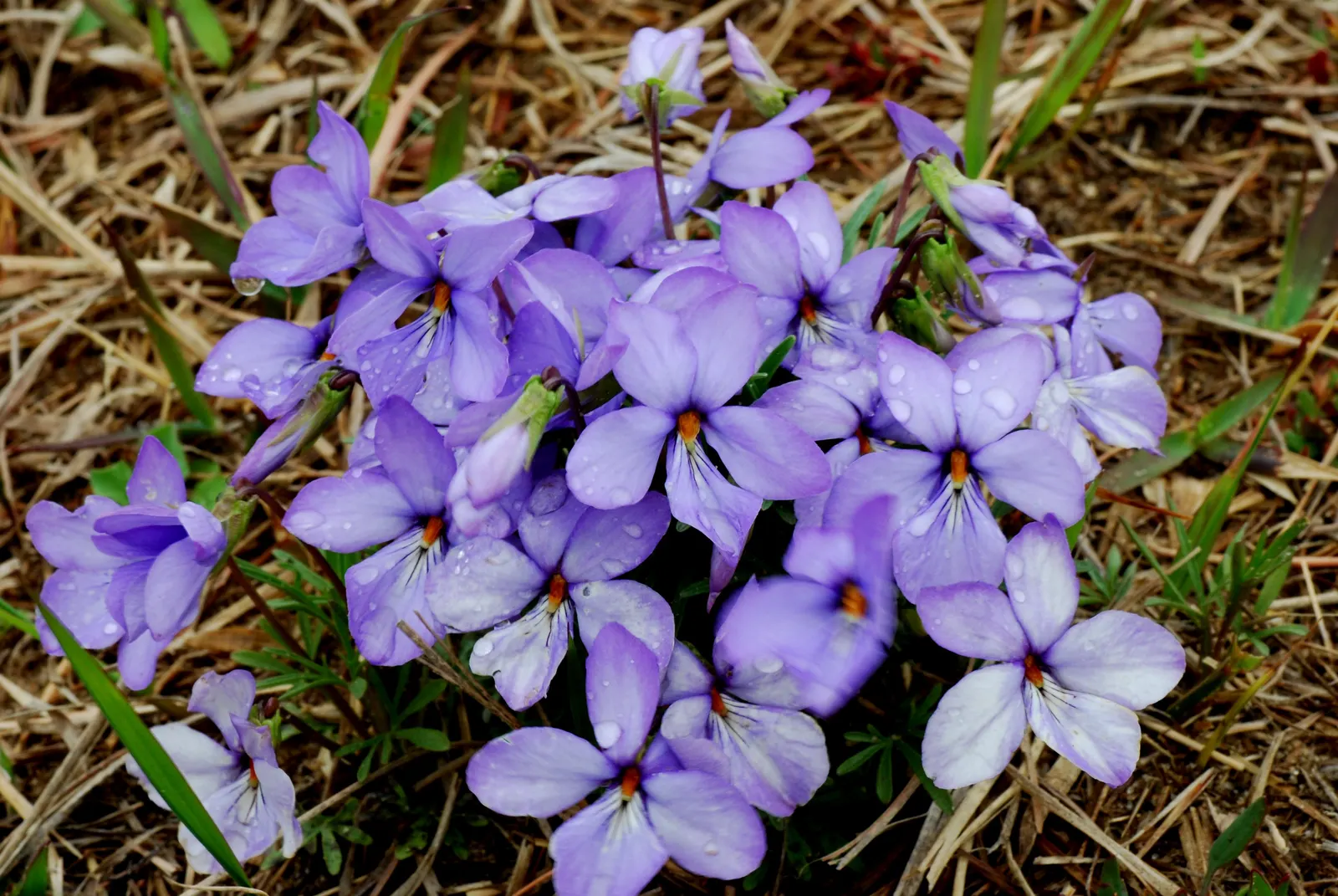 Bird's Foot Violet (Viola Pedata) — nodding effect in the breeze.<br><br>Preferring well-drained and sandy soils; regular deadheading of spent blossoms can