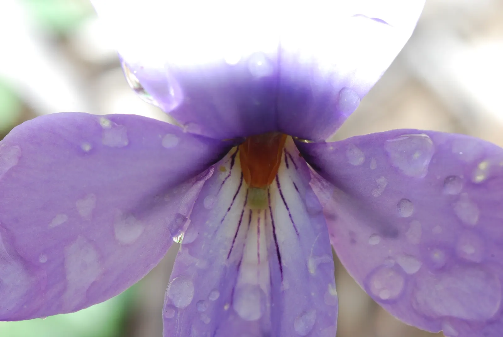 Bird's Foot Violet (Viola Pedata) — with a similar spread.<br><br>Flowering in the spring