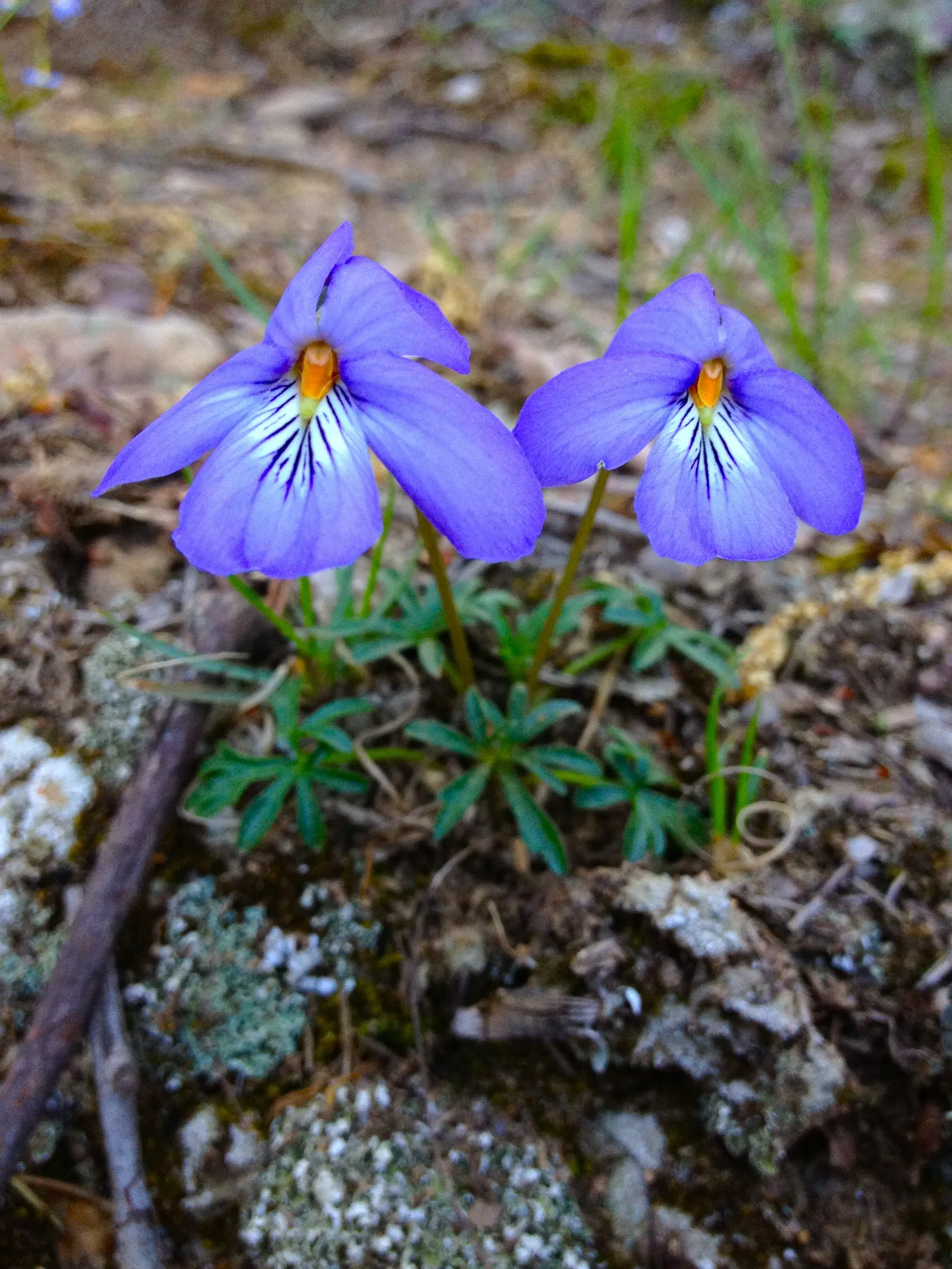 Bird's Foot Violet (Viola Pedata) — It pairs well with early spring bulbs and other native woodland species