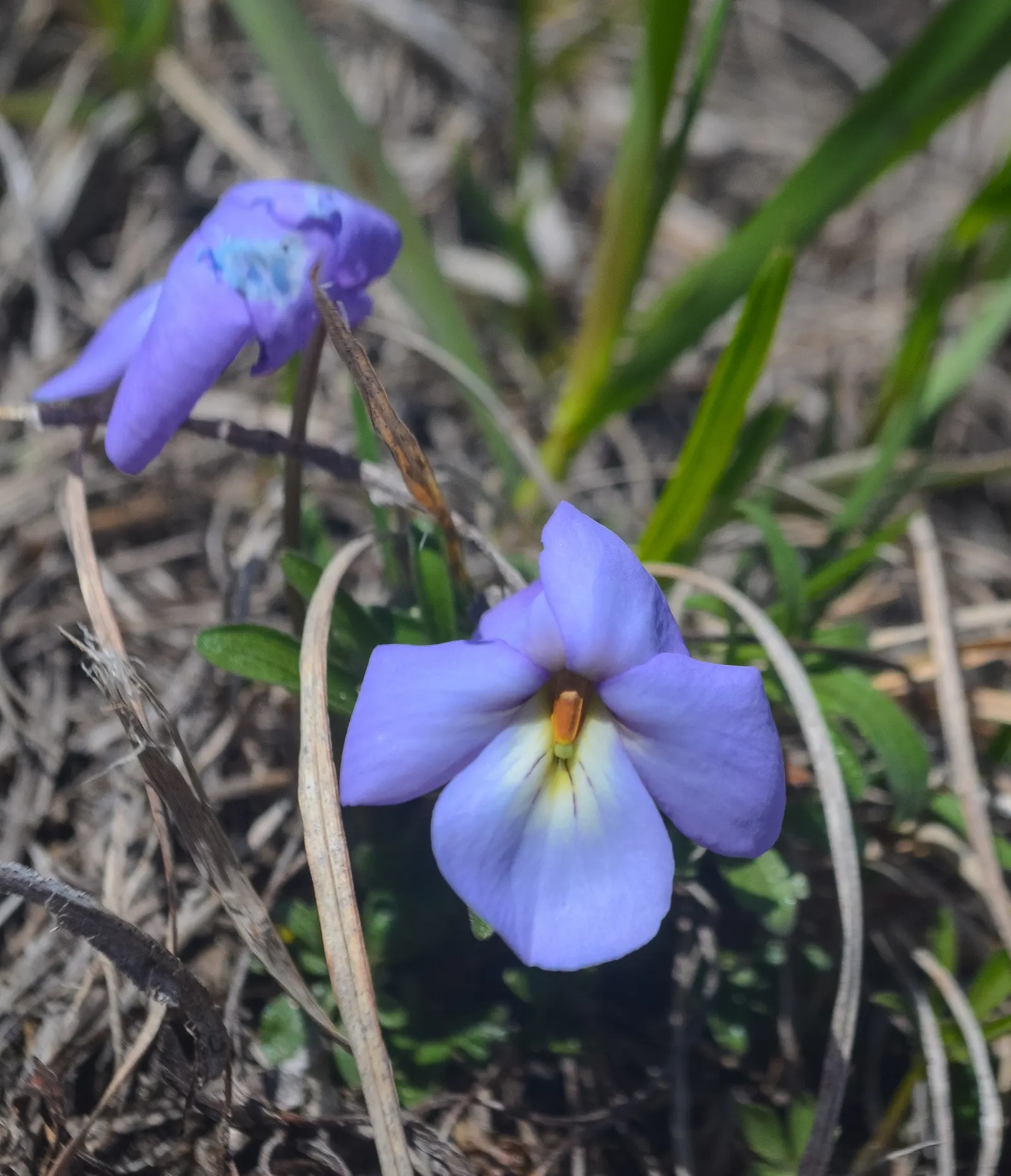 Bird's Foot Violet (Viola Pedata) — deeply dissected leaves that resemble a bird's foot; ground cover / perennial for half or shade