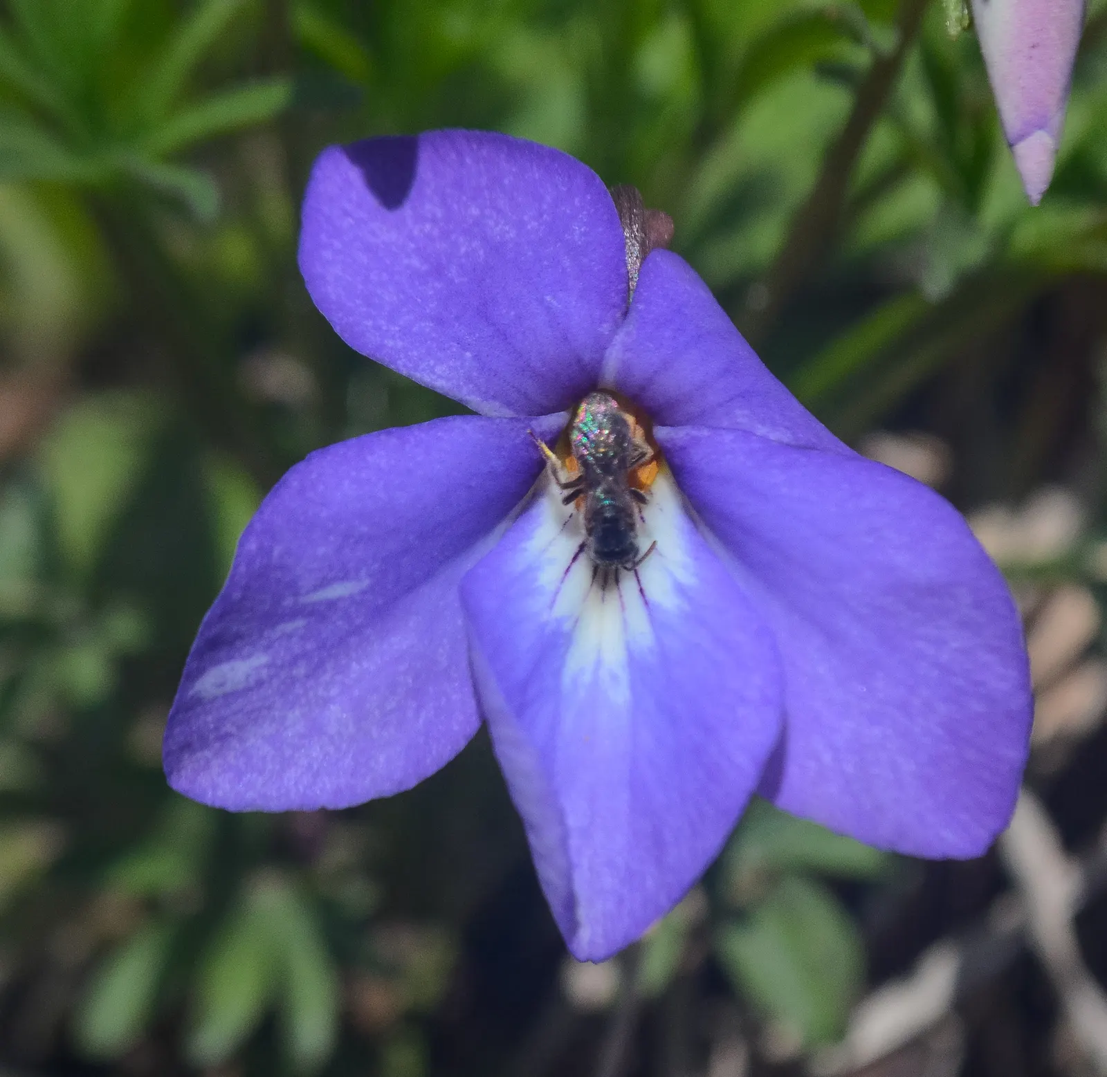 Bird's Foot Violet (Viola Pedata) — deeply lobed leaves resembling a bird‚Äôs foot