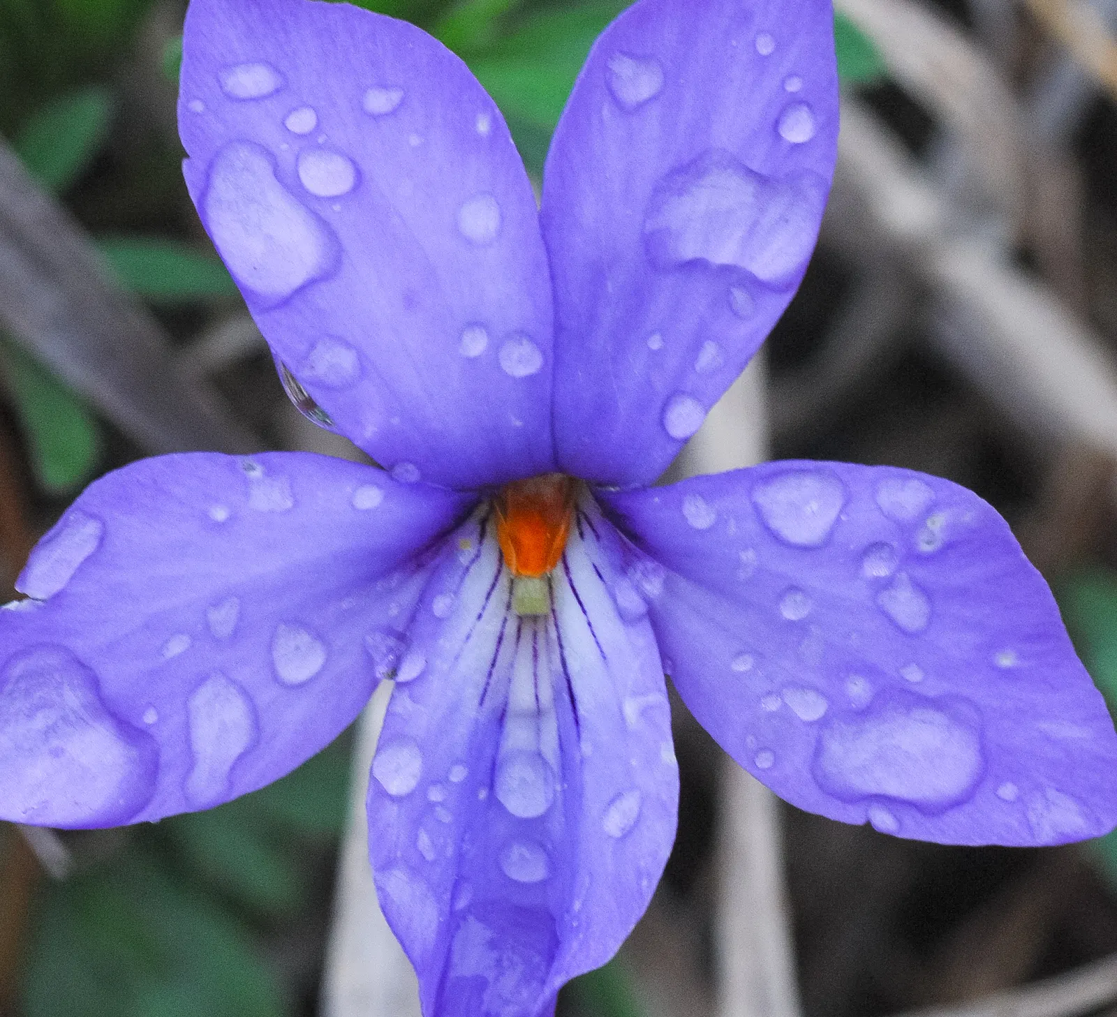 Bird's Foot Violet (Viola Pedata) — making it a good choice for rock gardens; it pairs well with early spring bulbs and other native woodland species