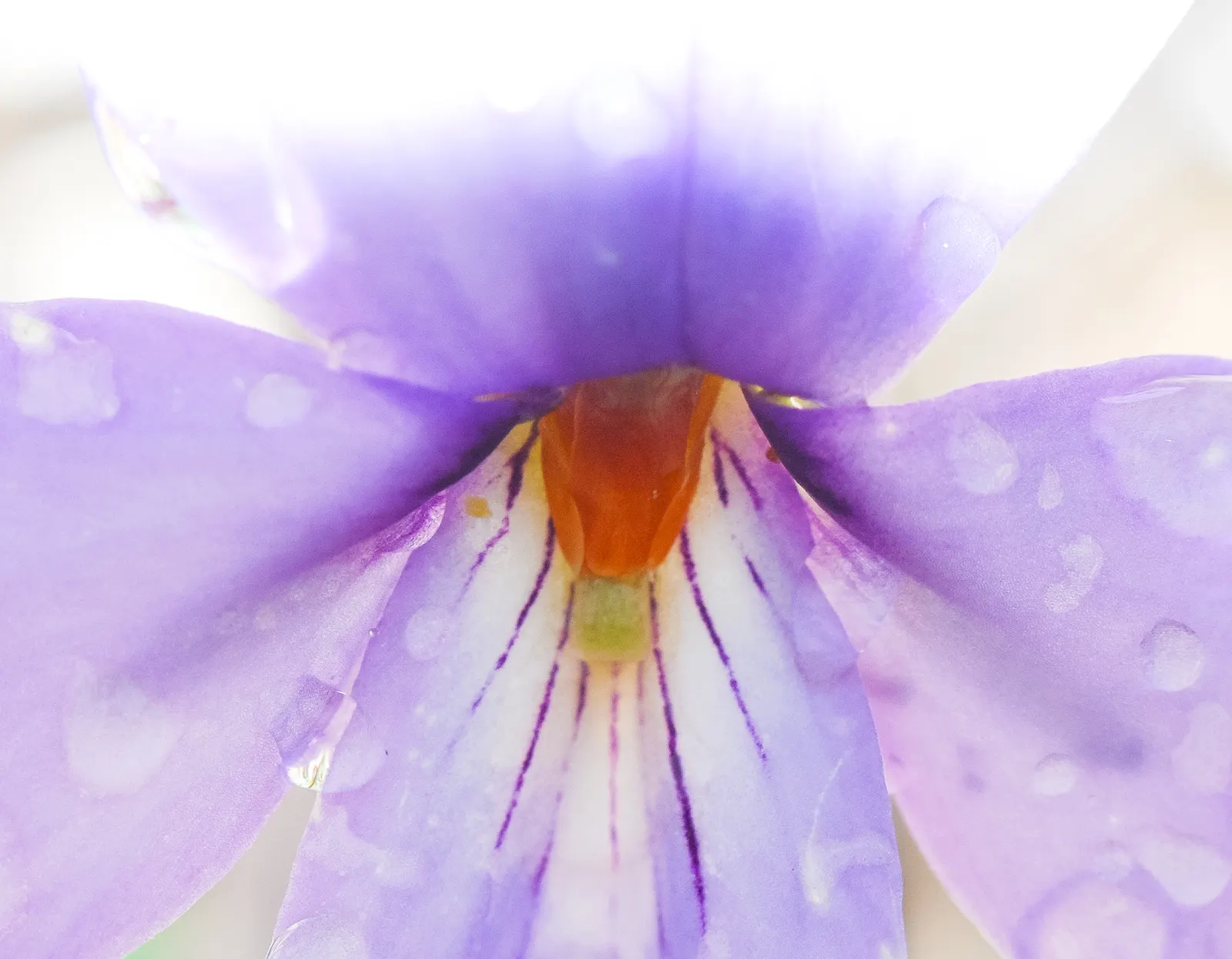 Bird's Foot Violet (Viola Pedata) — notable for its distinctive; this native prefers full to partial sun