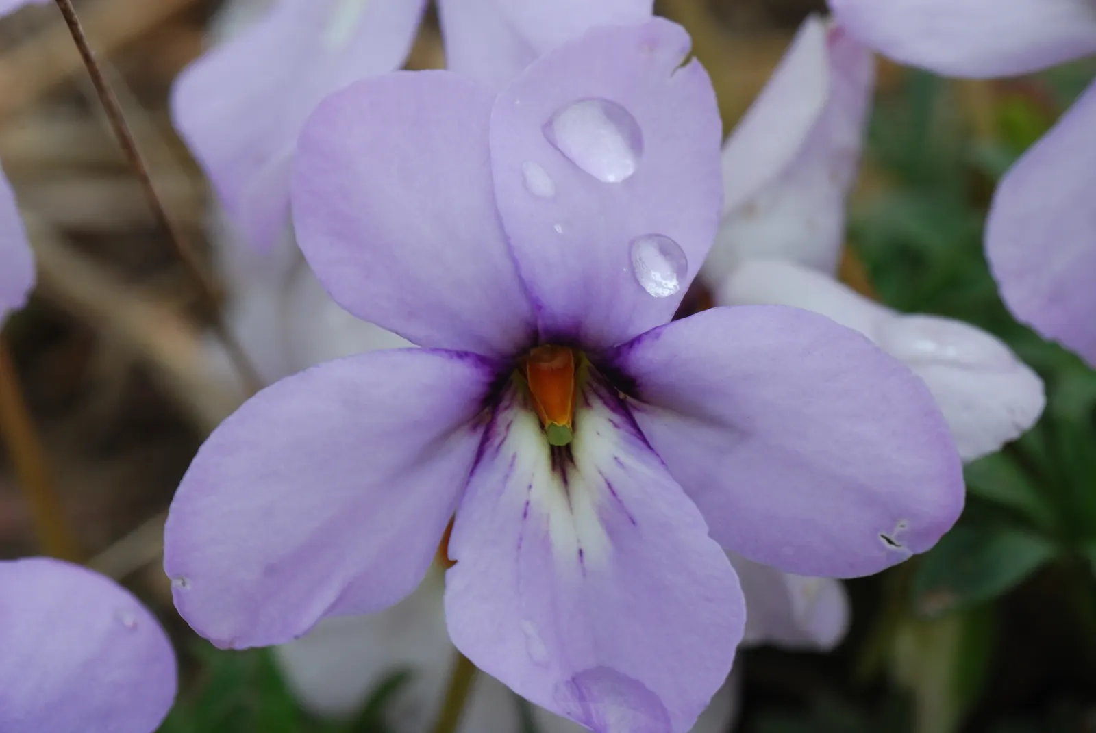 Bird's Foot Violet (Viola Pedata) — In spring, it boasts vibrant, bicolor purple and white flowers that attract butterflies; deeply dissected leaves that