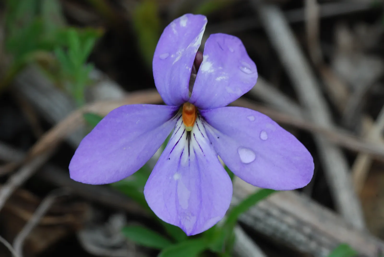 Bird's Foot Violet (Viola Pedata) — This drought-tolerant species adds unique texture and color to rock gardens and naturalized areas