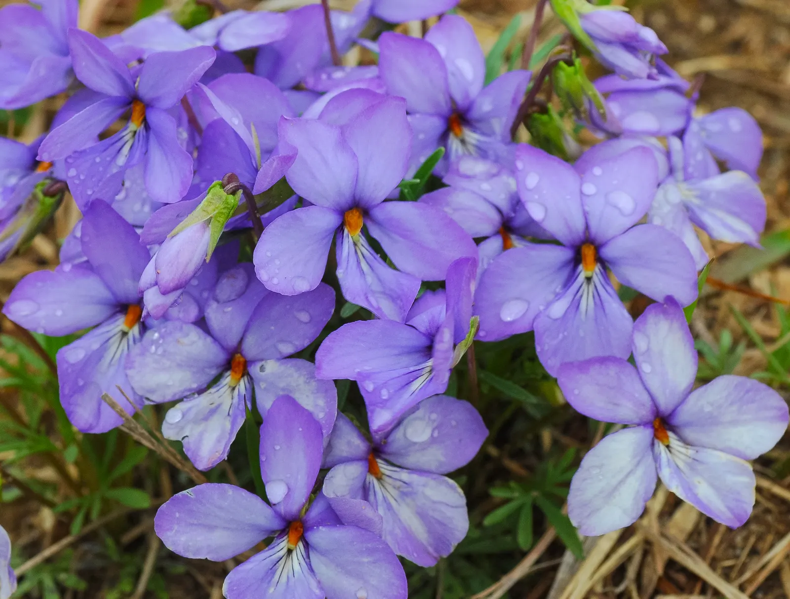 Bird's Foot Violet (Viola Pedata) — This species is somewhat drought-resistant once established