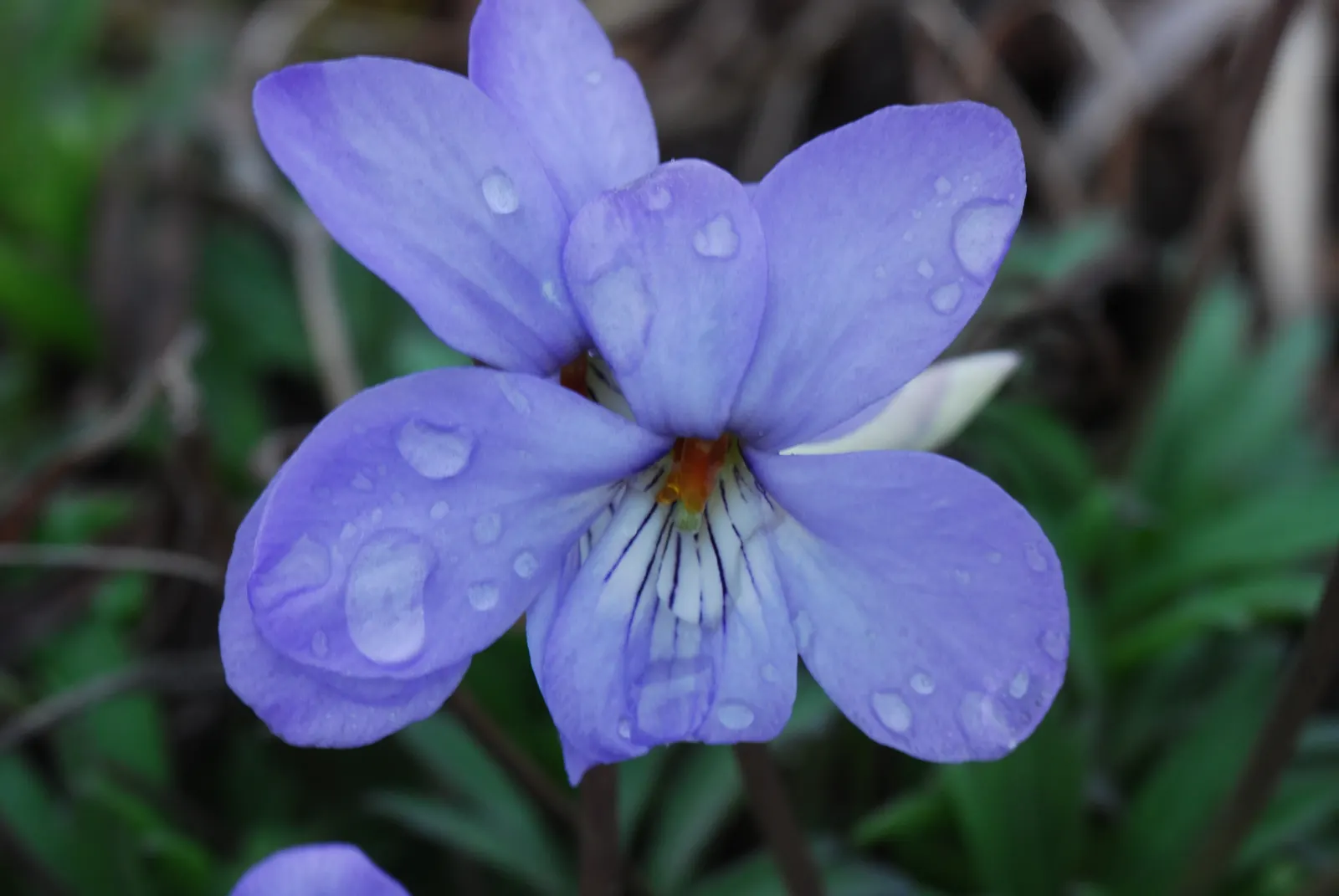 Bird's Foot Violet (Viola Pedata) — offering a delicate texture and a pop of vibrant hue for your client's garden; rocky soils.<br><br>For an effective