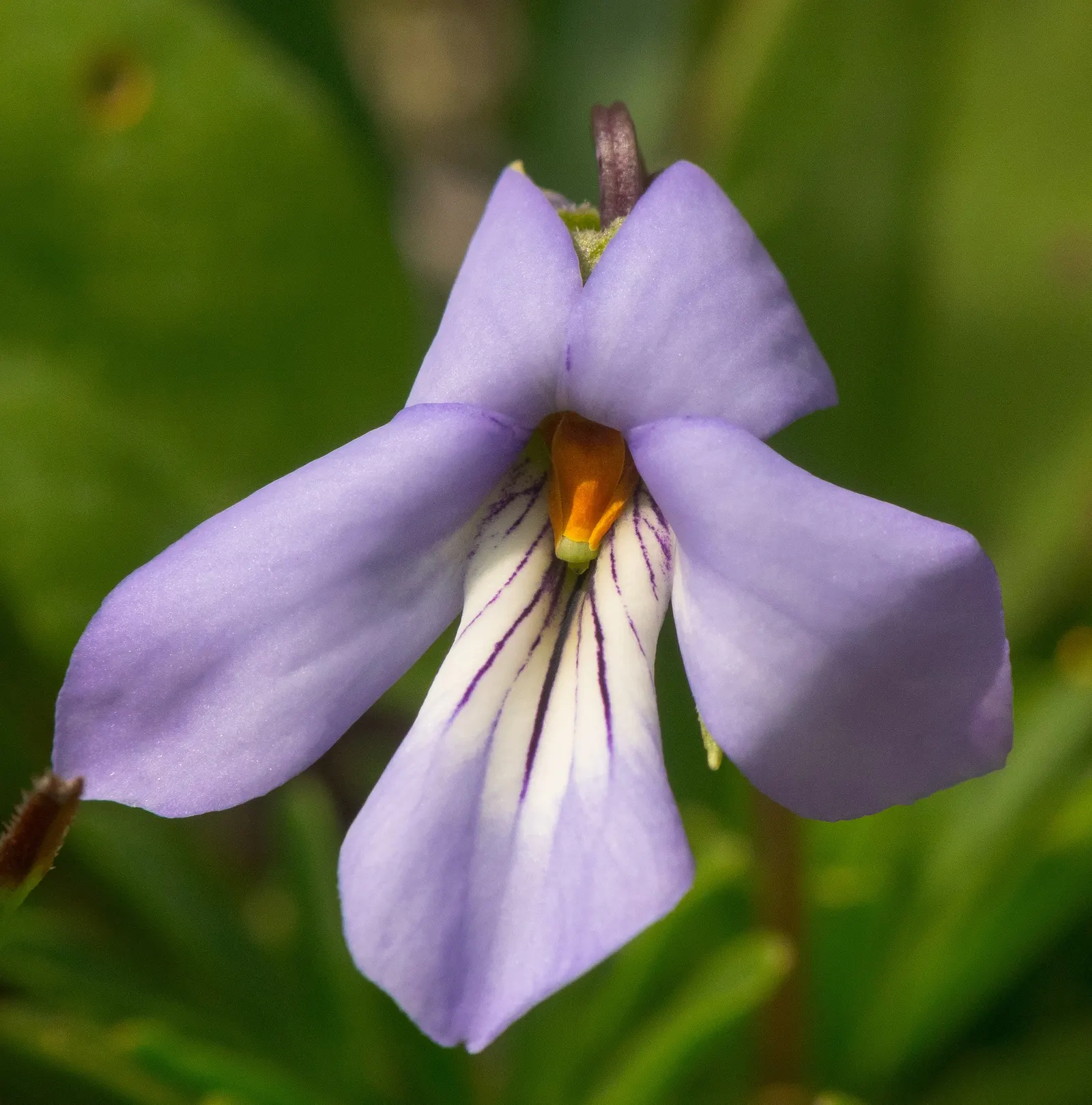 Bird's Foot Violet (Viola Pedata) — In spring, it boasts vibrant, bicolor purple and white flowers that attract butterflies; deeply dissected, image 66