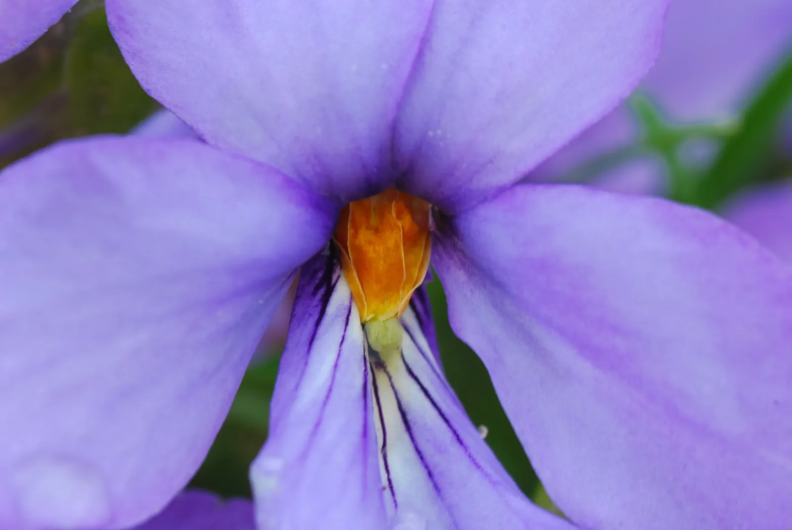 Bird's Foot Violet (Viola Pedata) — the Bird's Foot Violet produces striking blooms that can be either deep violet or blue
