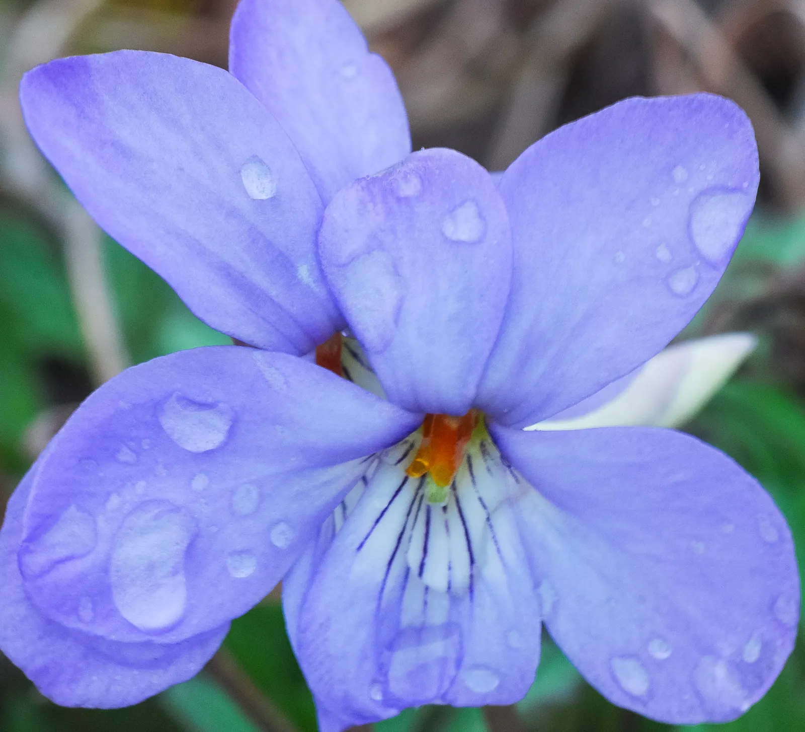 Bird's Foot Violet (Viola Pedata) — typically from April to June