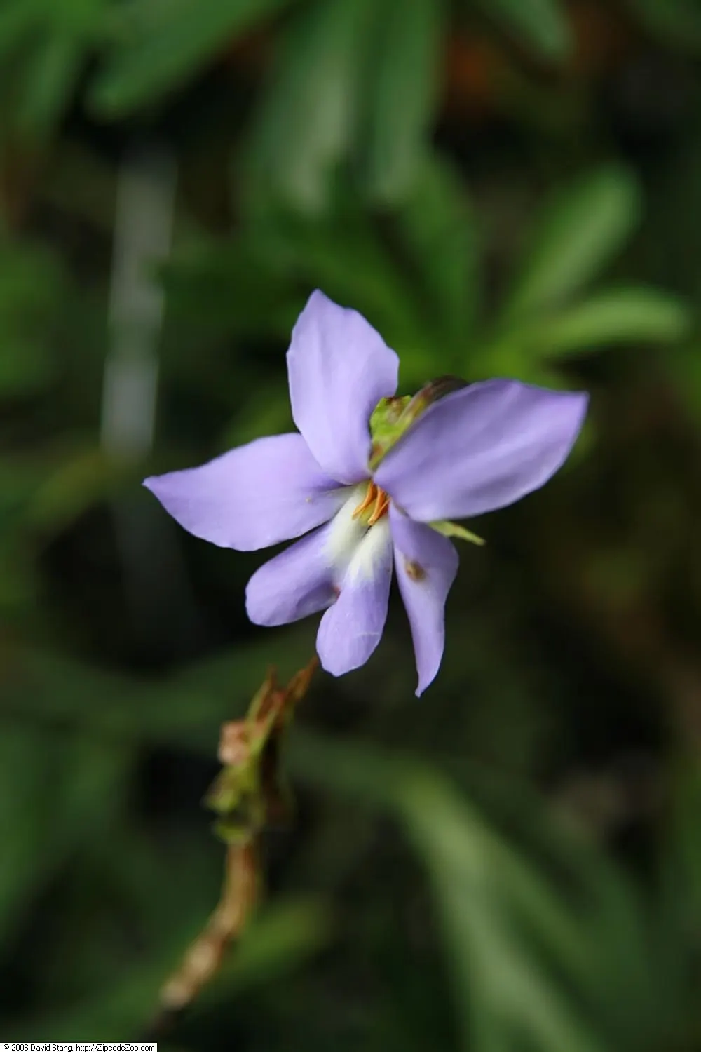 Bird's Foot Violet (Viola Pedata) — This species is somewhat drought-resistant once established; nodding effect in the breeze.<br><br>Preferring well-drained