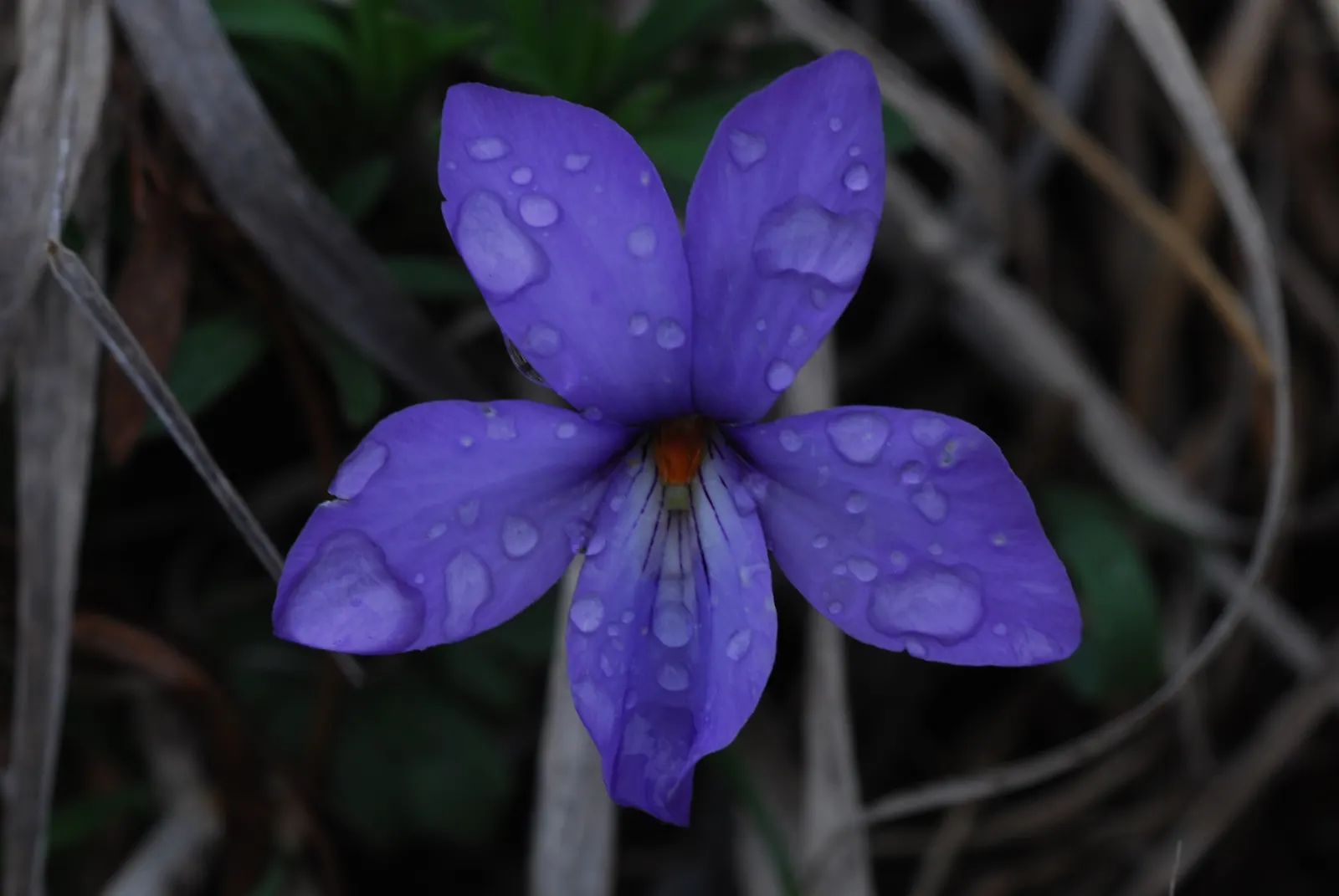 Bird's Foot Violet (Viola Pedata) — ground cover / perennial with blue and purple blooms