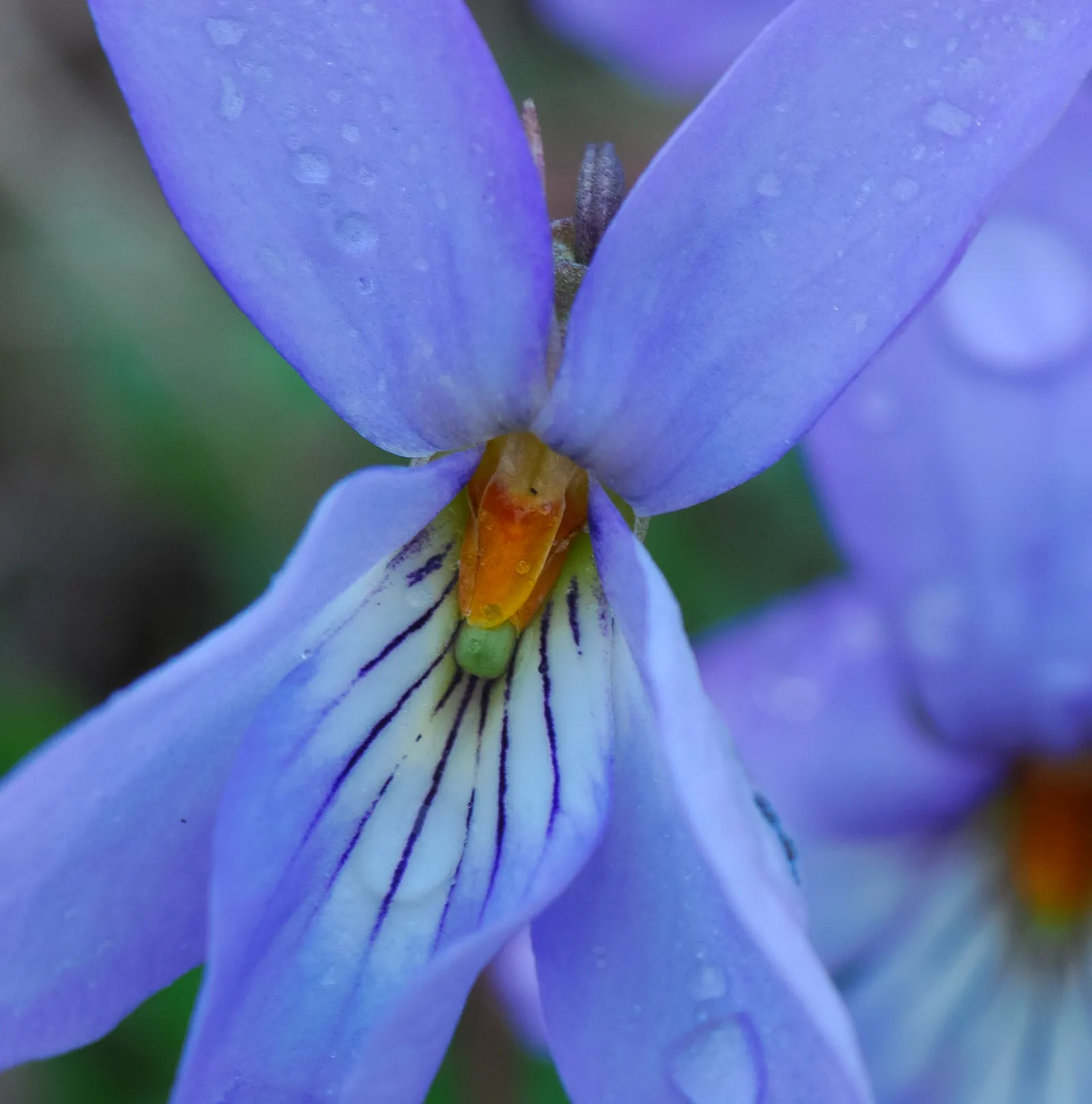 Bird's Foot Violet (Viola Pedata) — Regular deadheading of spent blossoms can encourage a longer blooming period