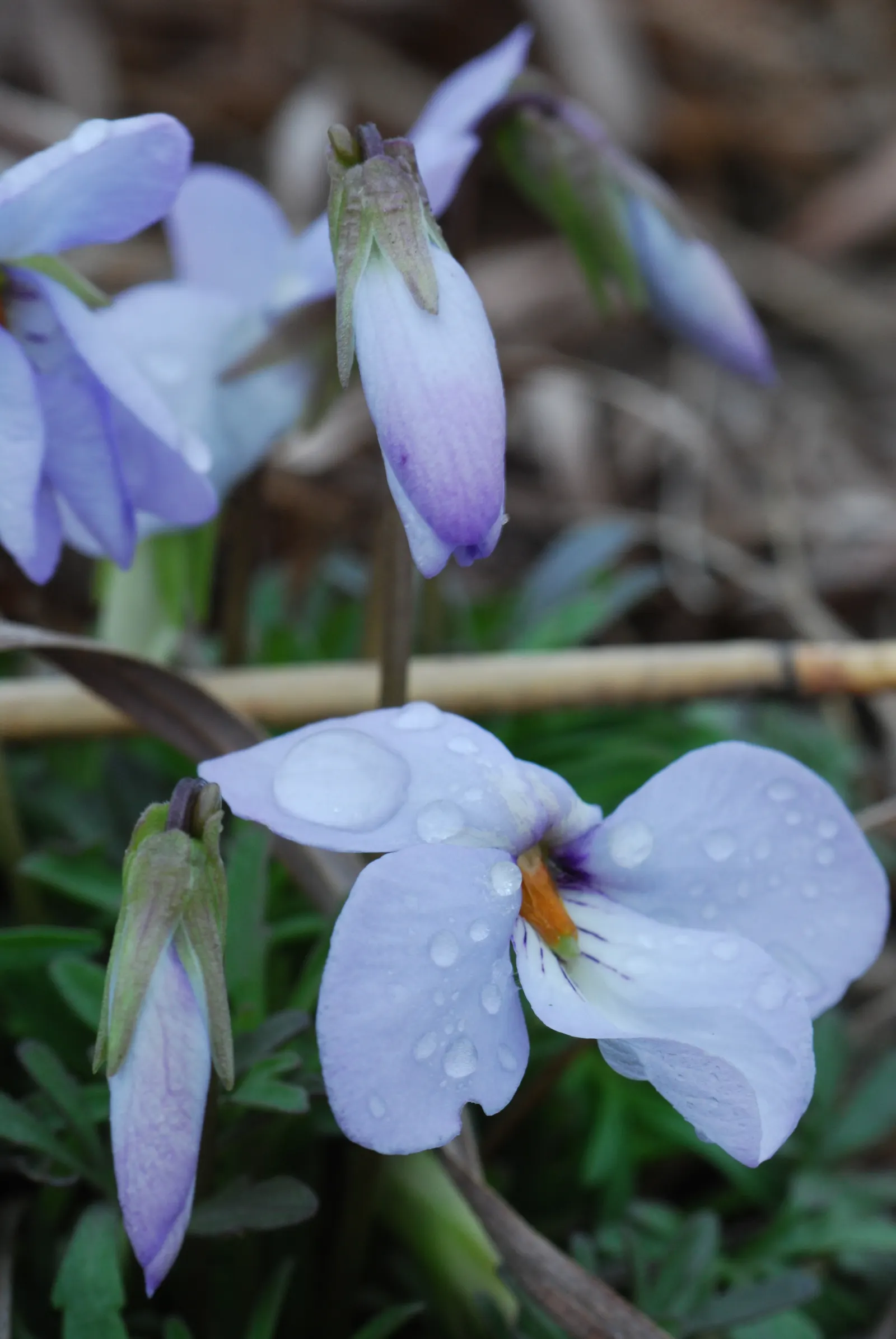 Bird's Foot Violet (Viola Pedata) — ensuring that this plant remains a focal point of the landscape well into the late spring; in spring, it boasts vibrant