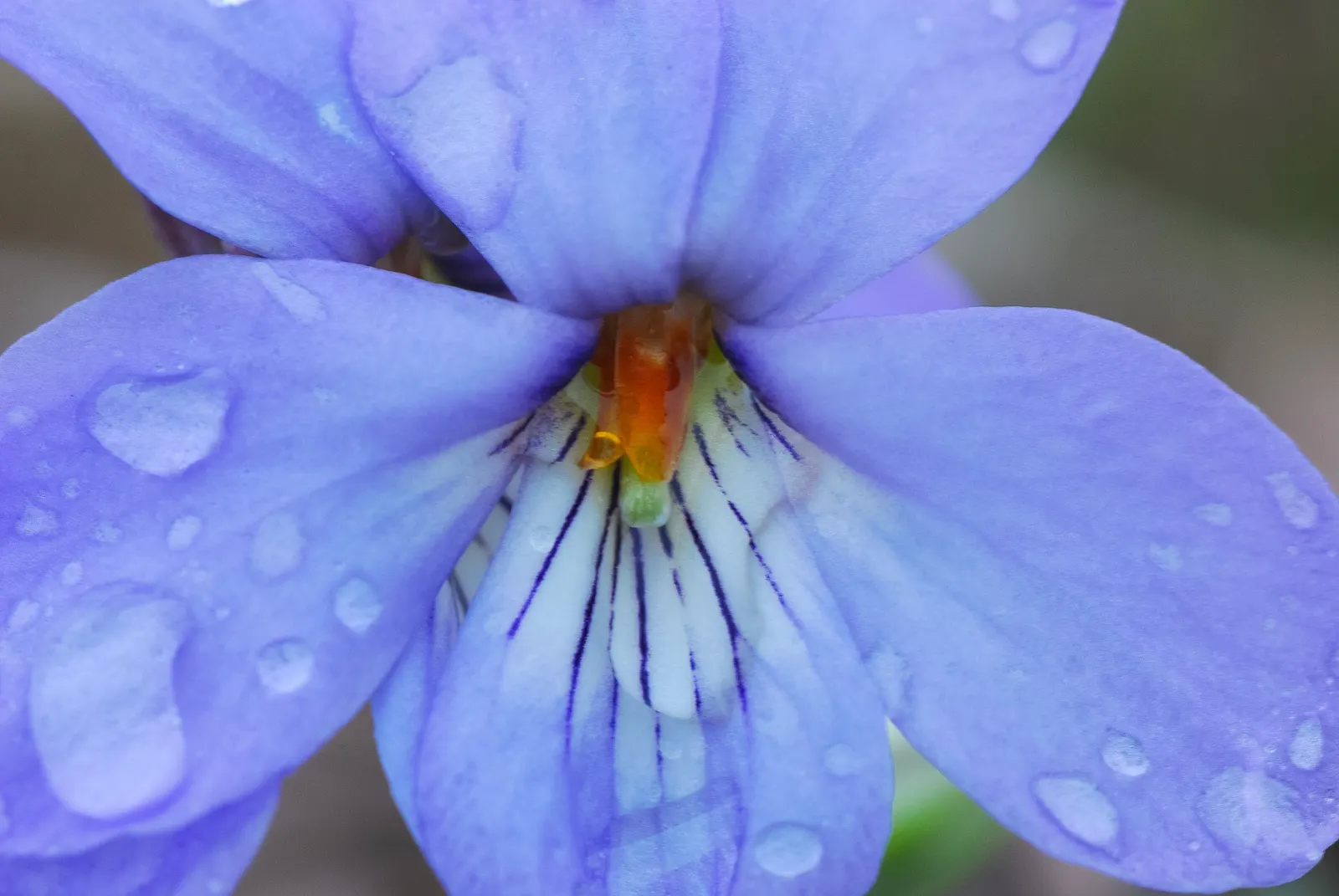 Bird's Foot Violet (Viola Pedata) — This charming perennial is native to the eastern United States and is celebrated for its unusual; plant the Bird's Foot