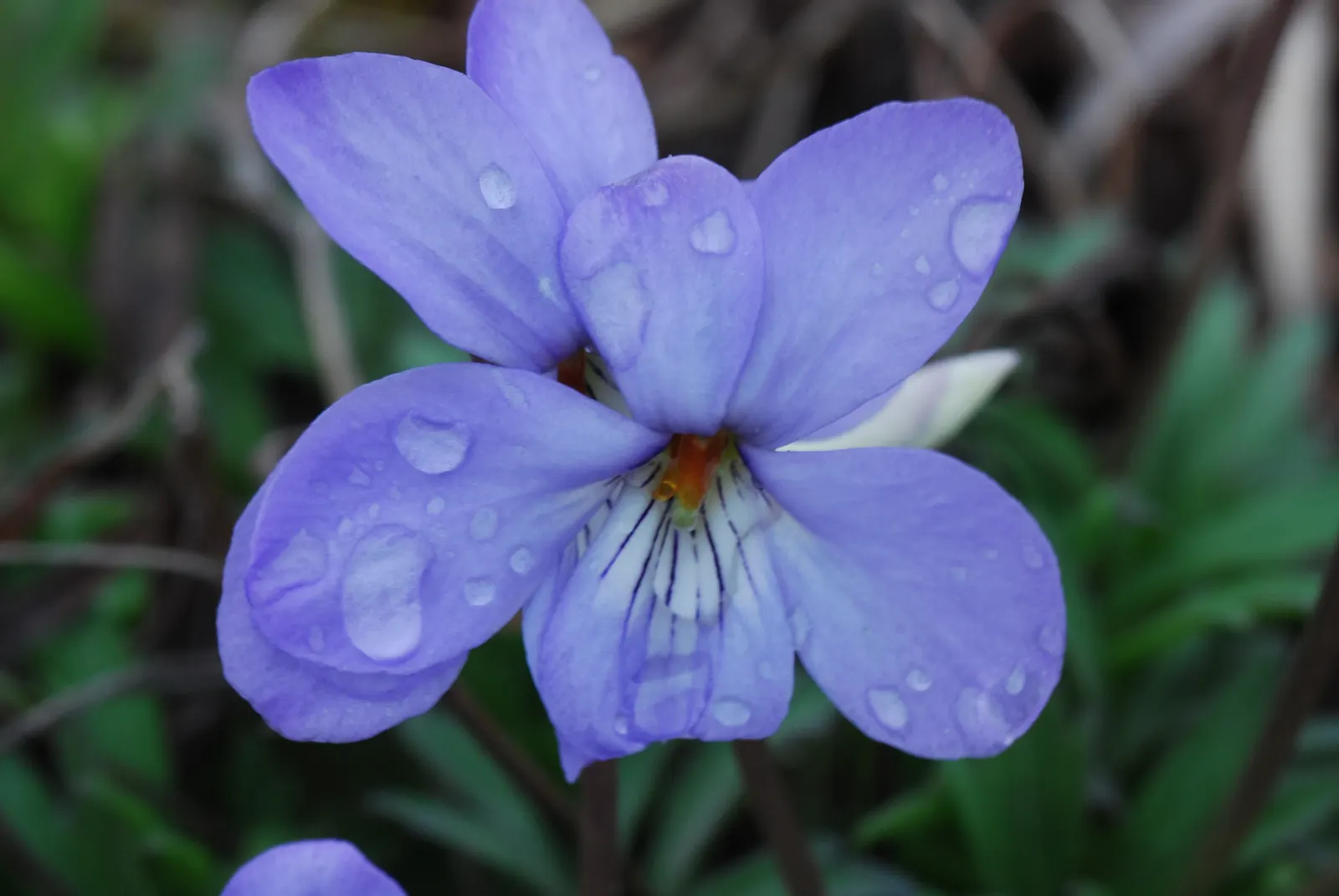 Bird's Foot Violet (Viola Pedata) — compact basal rosette reaching about 3-6 inches in height; the Bird's Foot Violet produces striking blooms that, image 71