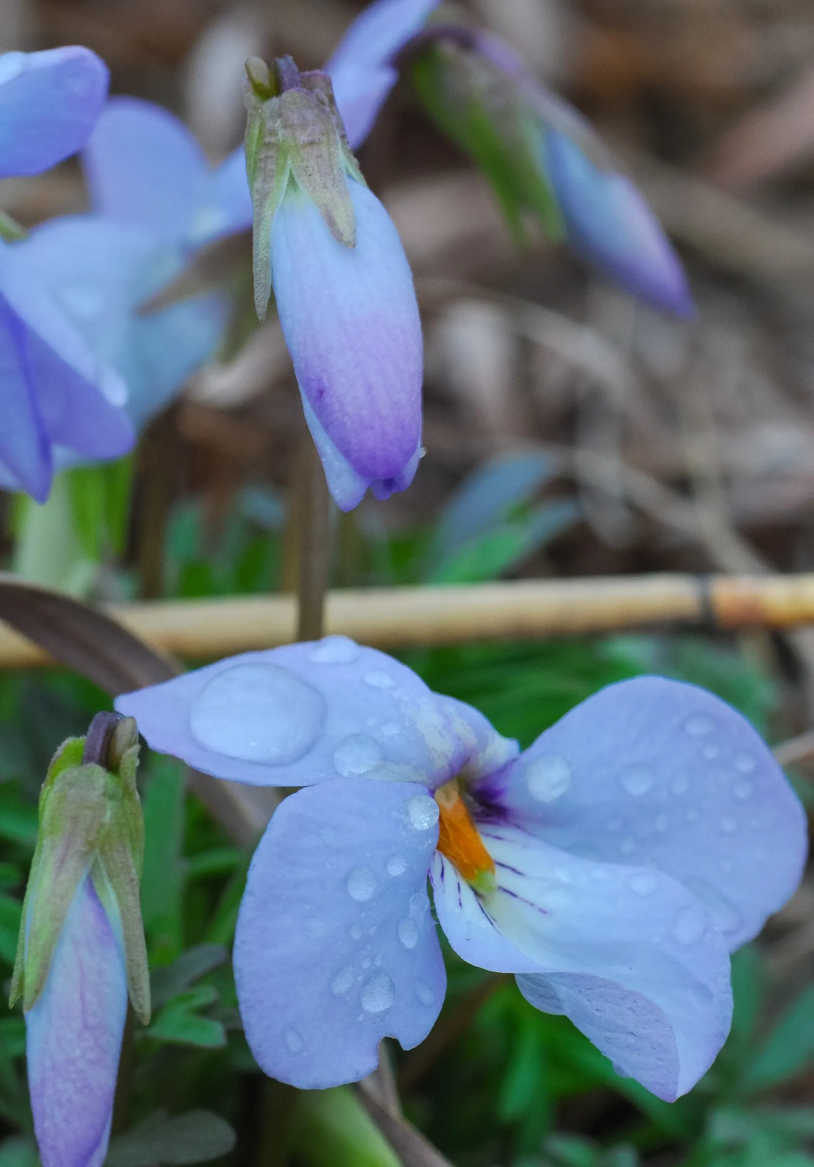 Bird's Foot Violet (Viola Pedata) — ensuring that this plant remains a focal point of the landscape well into the late spring