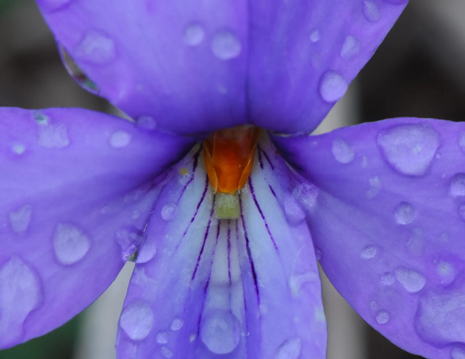 Bird's Foot Violet (Viola Pedata) — offering a delicate texture and a pop of vibrant hue for your client's garden