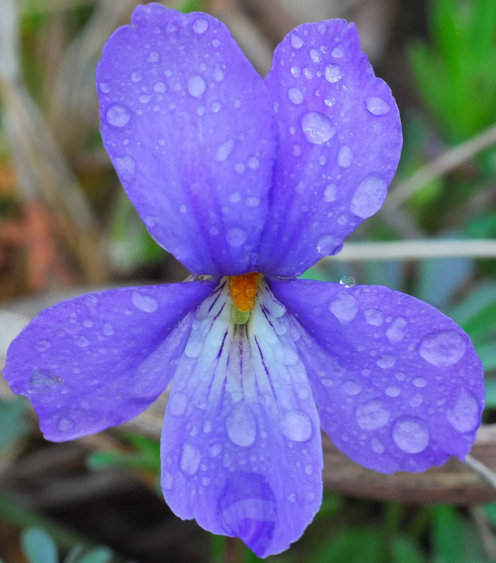Bird's Foot Violet (Viola Pedata) — The leaves form a low-growing