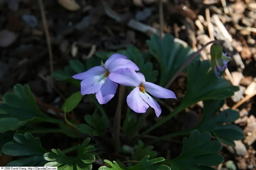 Bird's Foot Violet (Viola Pedata) — blue and purple flowers in the garden; typically from April to June