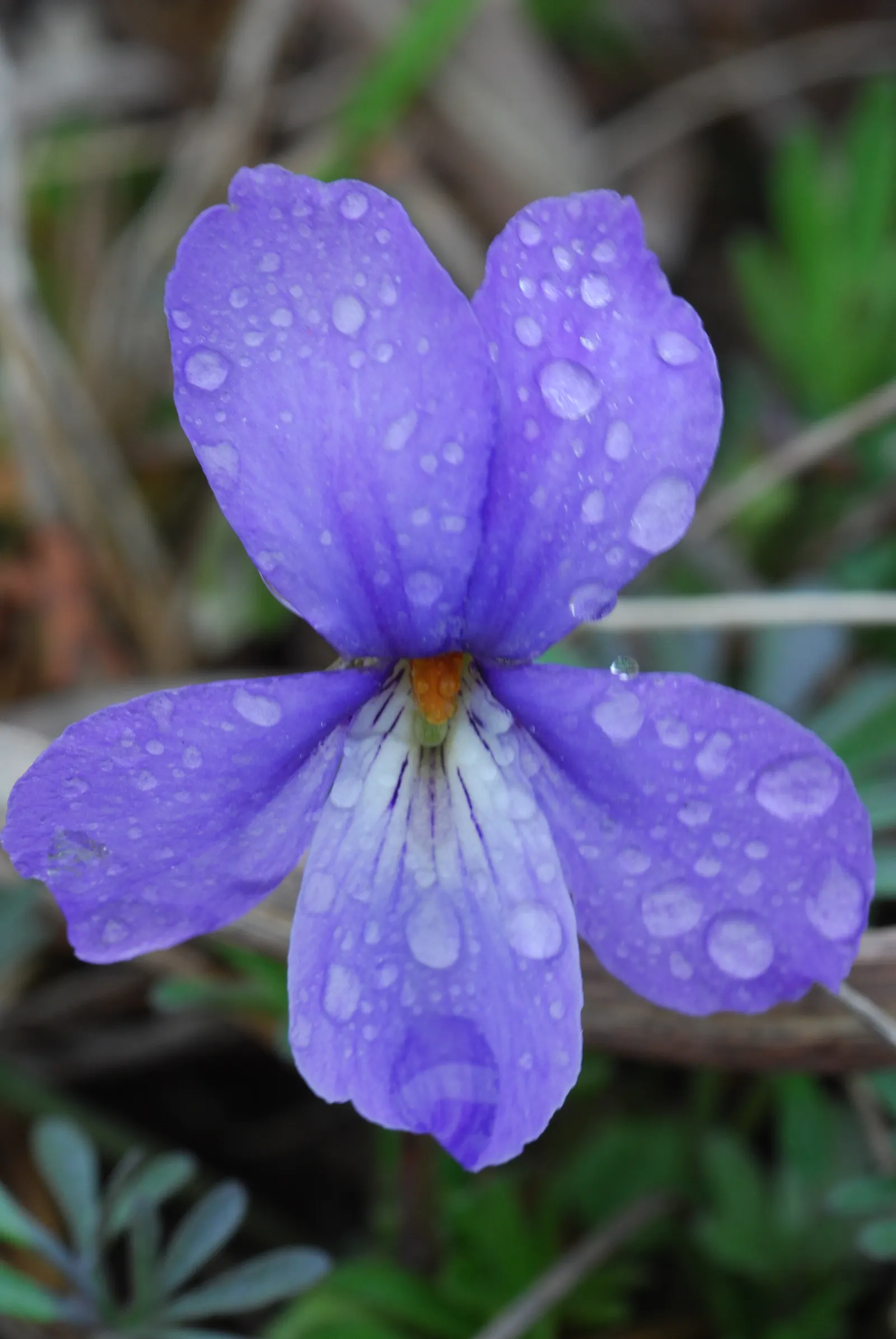 Bird's Foot Violet (Viola Pedata) — This drought-tolerant species adds unique texture and color to rock gardens and naturalized areas; the flowers, image 67