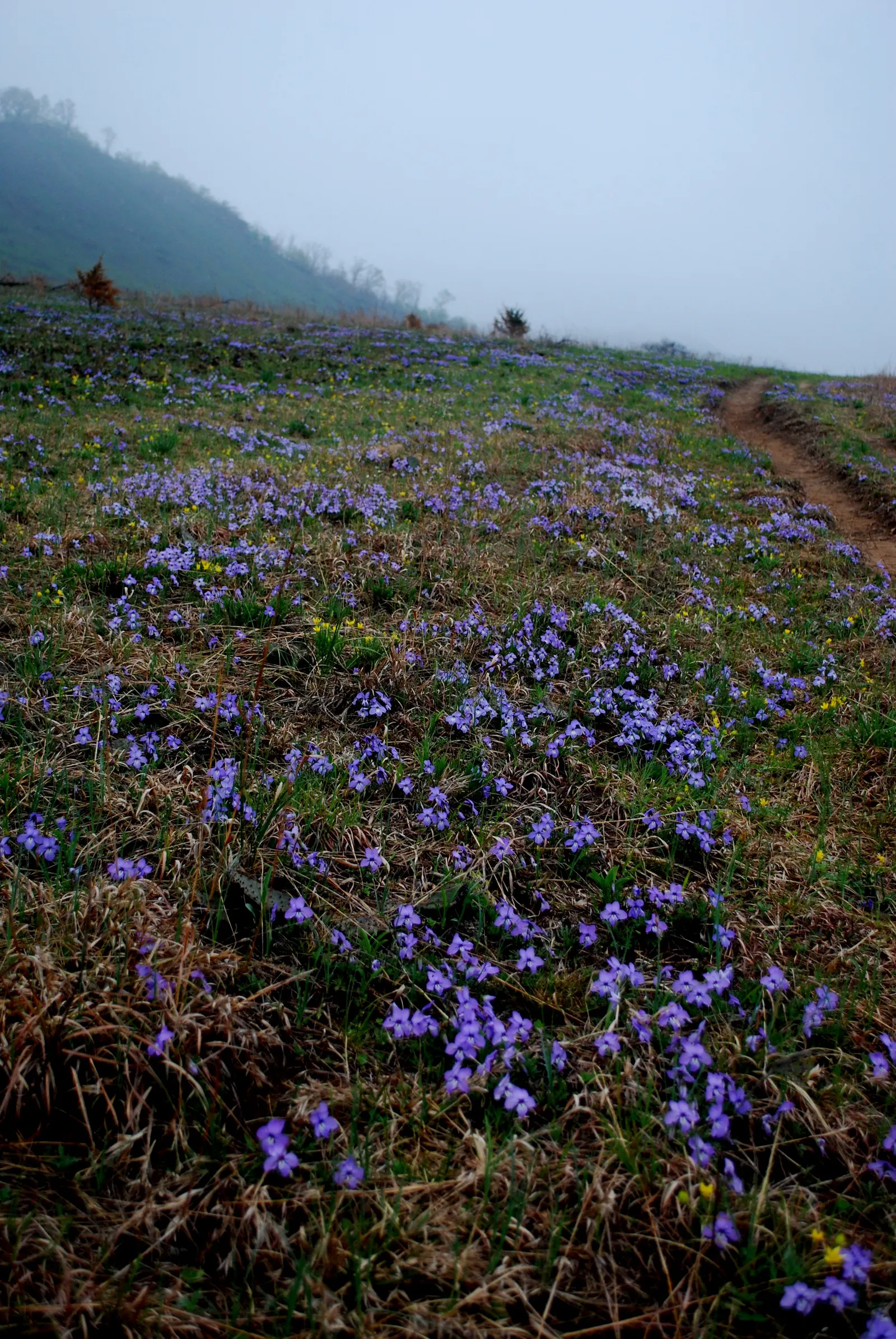 Bird's Foot Violet (Viola Pedata) — notable for its distinctive