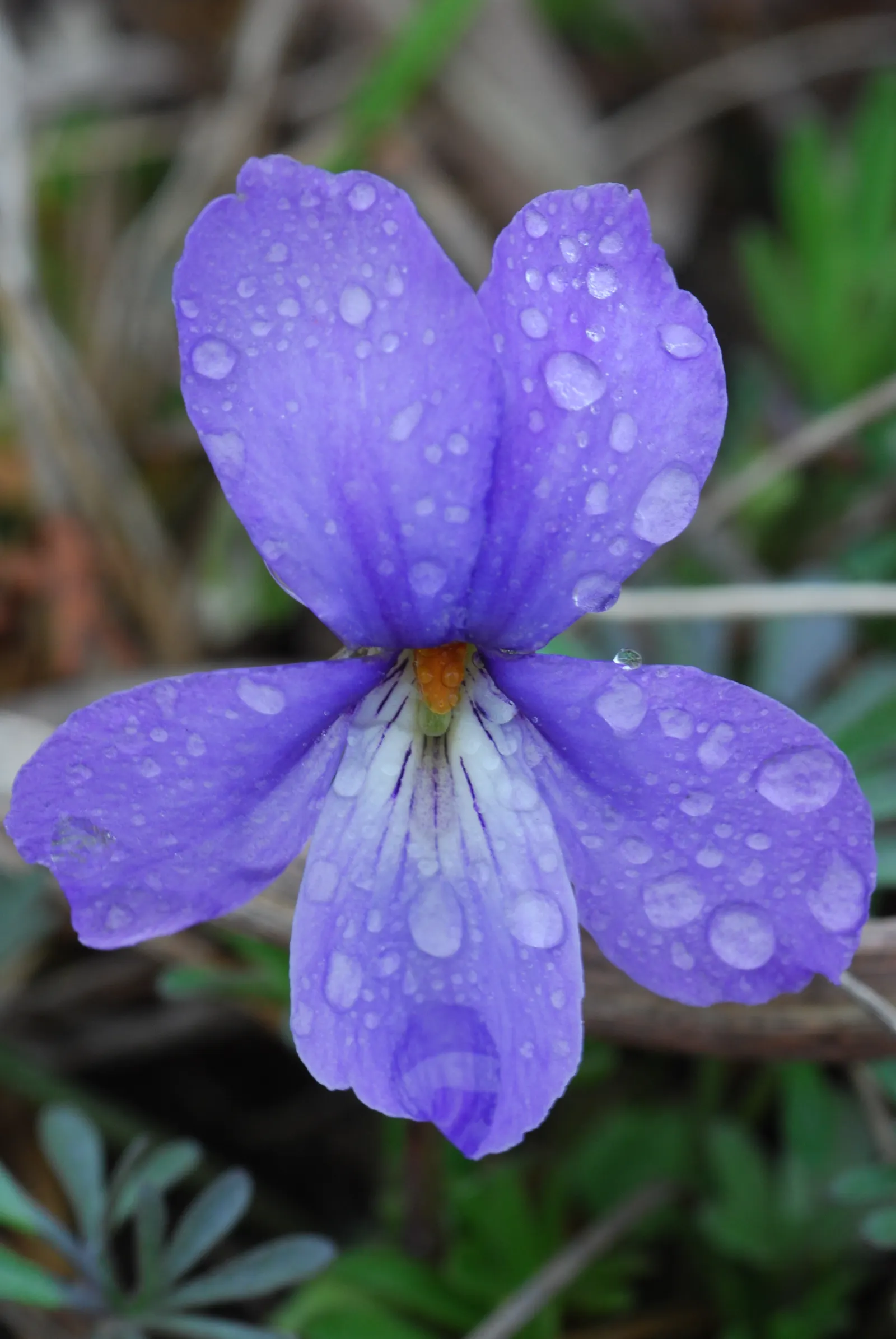 Bird's Foot Violet (Viola Pedata) — rocky soils.<br><br>For an effective landscape design