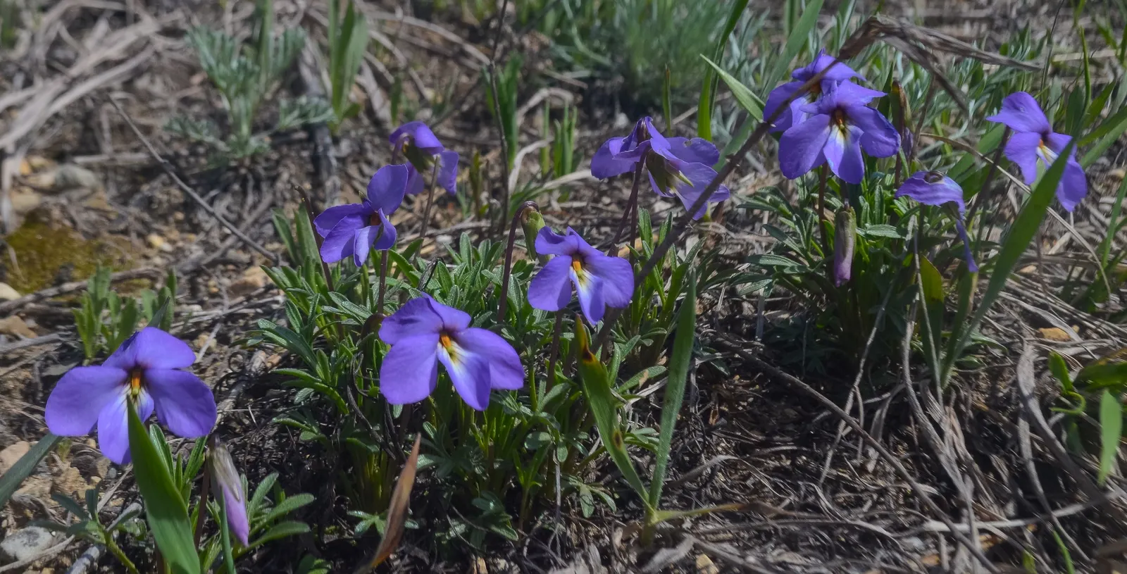 Bird's Foot Violet (Viola Pedata) — Flourishing in well-drained; viola pedata thrives in full sun but can also tolerate light shade