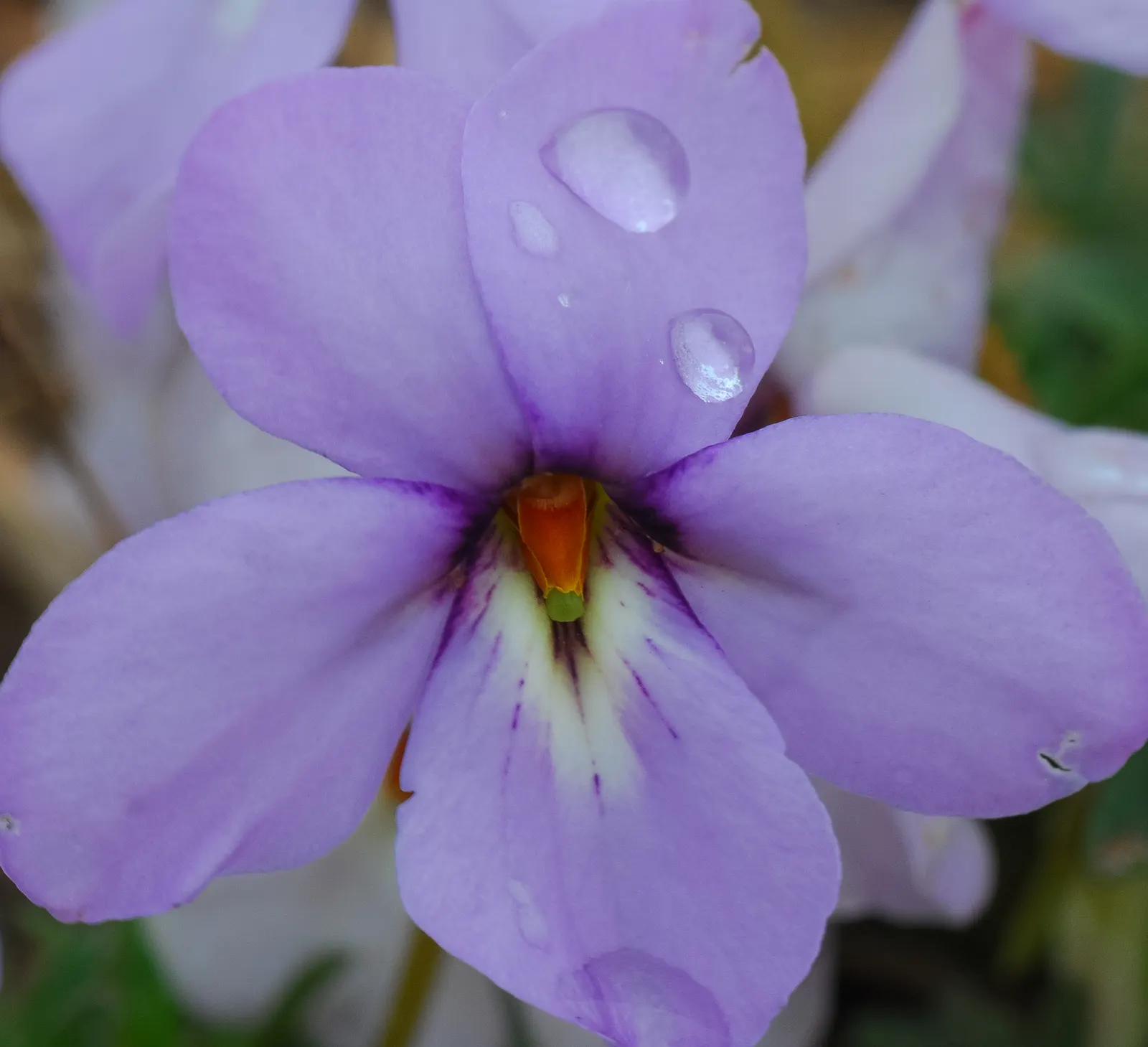 Bird's Foot Violet (Viola Pedata) — deeply dissected leaves that resemble a bird's foot