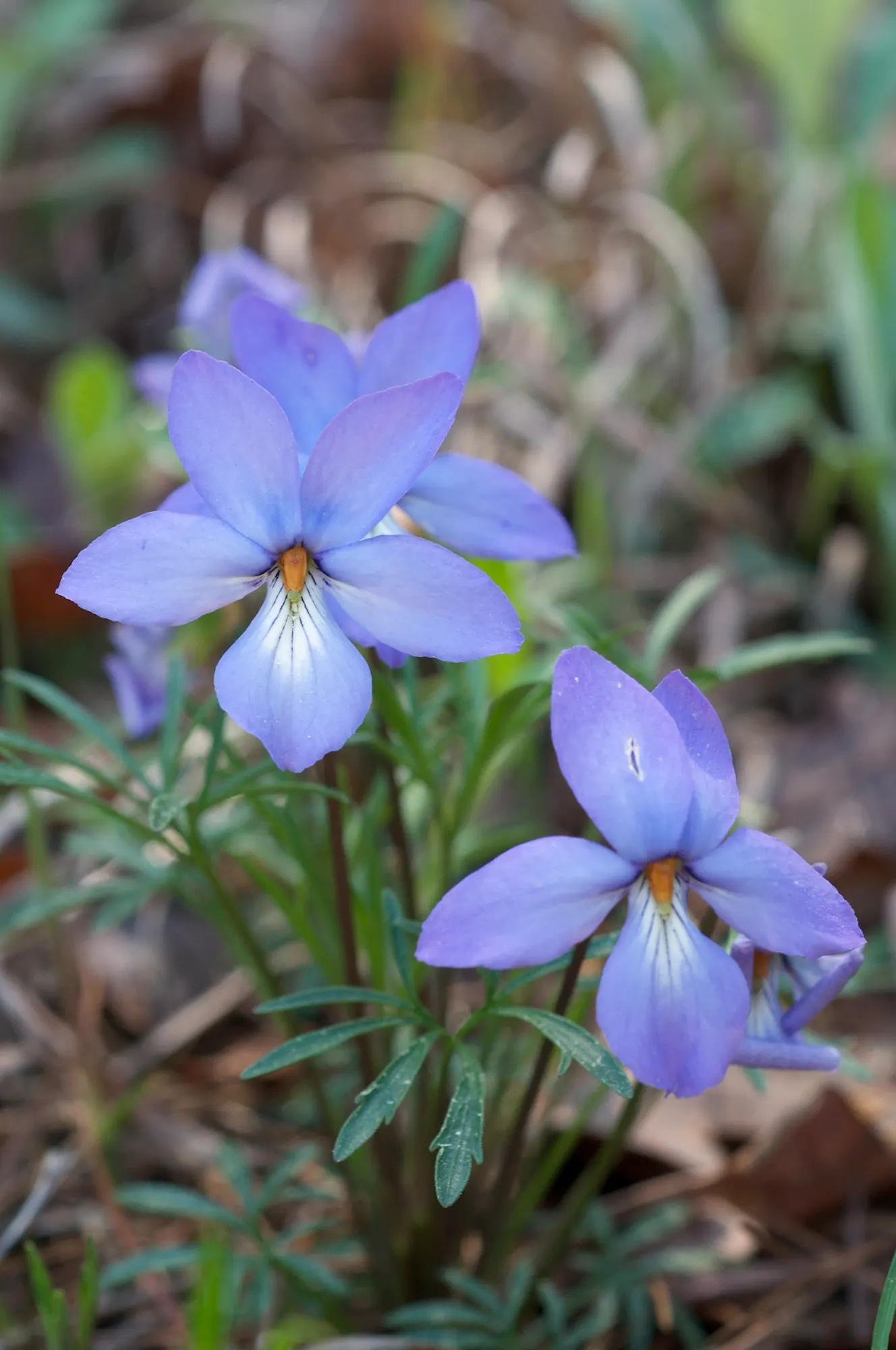 Bird's Foot Violet (Viola Pedata) — This drought-tolerant species adds unique texture and color to rock gardens and naturalized areas; the flowers are about 1