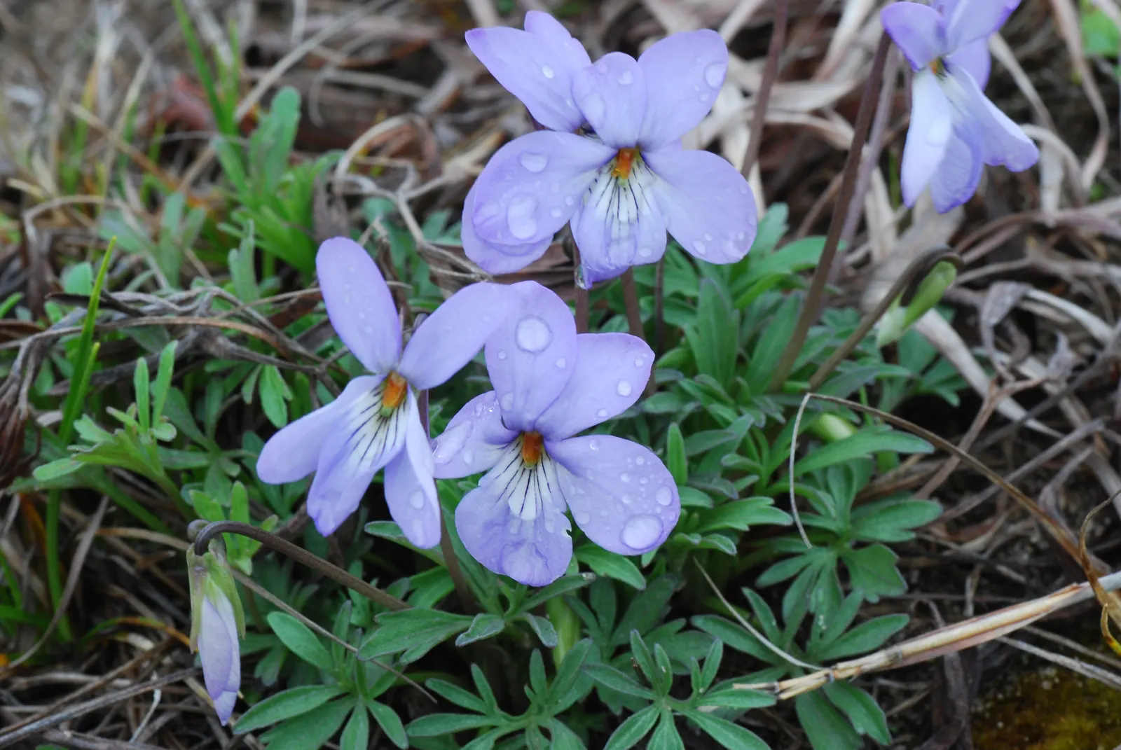 Bird's Foot Violet (Viola Pedata) — plant the Bird's Foot Violet in clusters to create a carpet of color; this charming perennial is native to the eastern