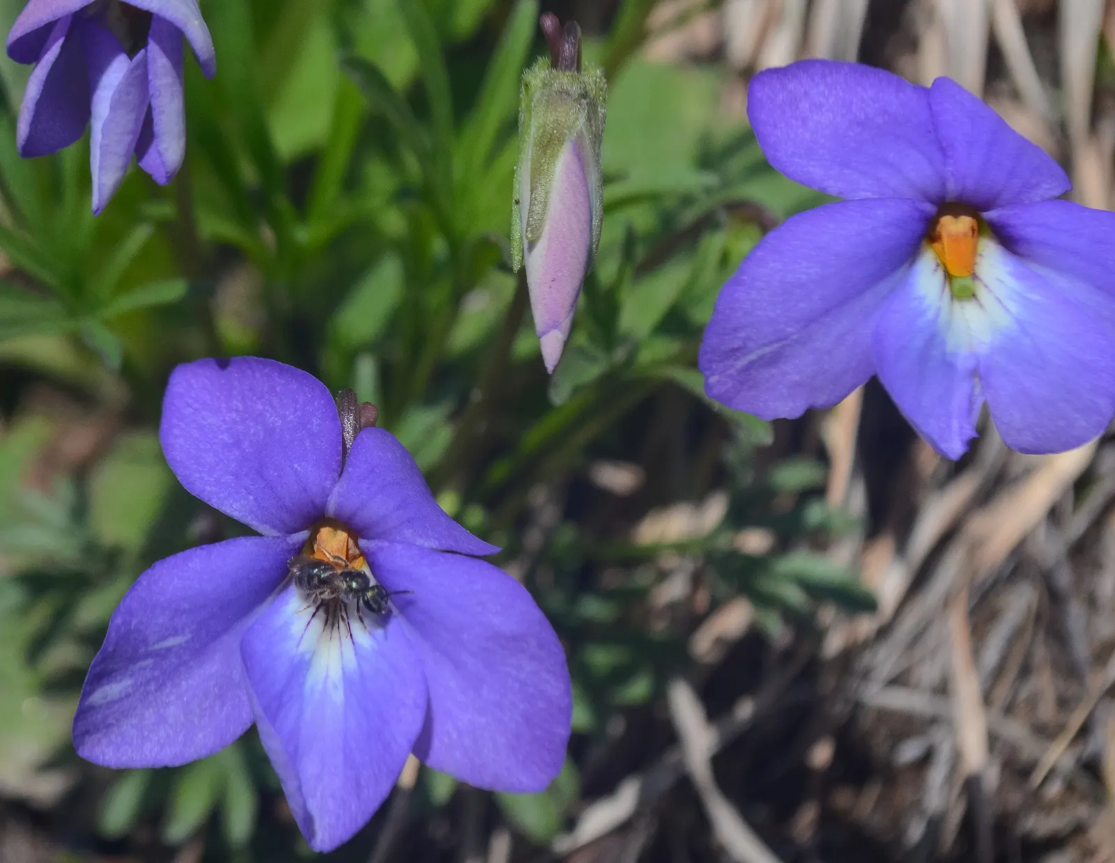 Bird's Foot Violet (Viola Pedata) — The flowers are about 1 inch in diameter and rise above the foliage on slender stalks up to 8 inches tall; it, image 76