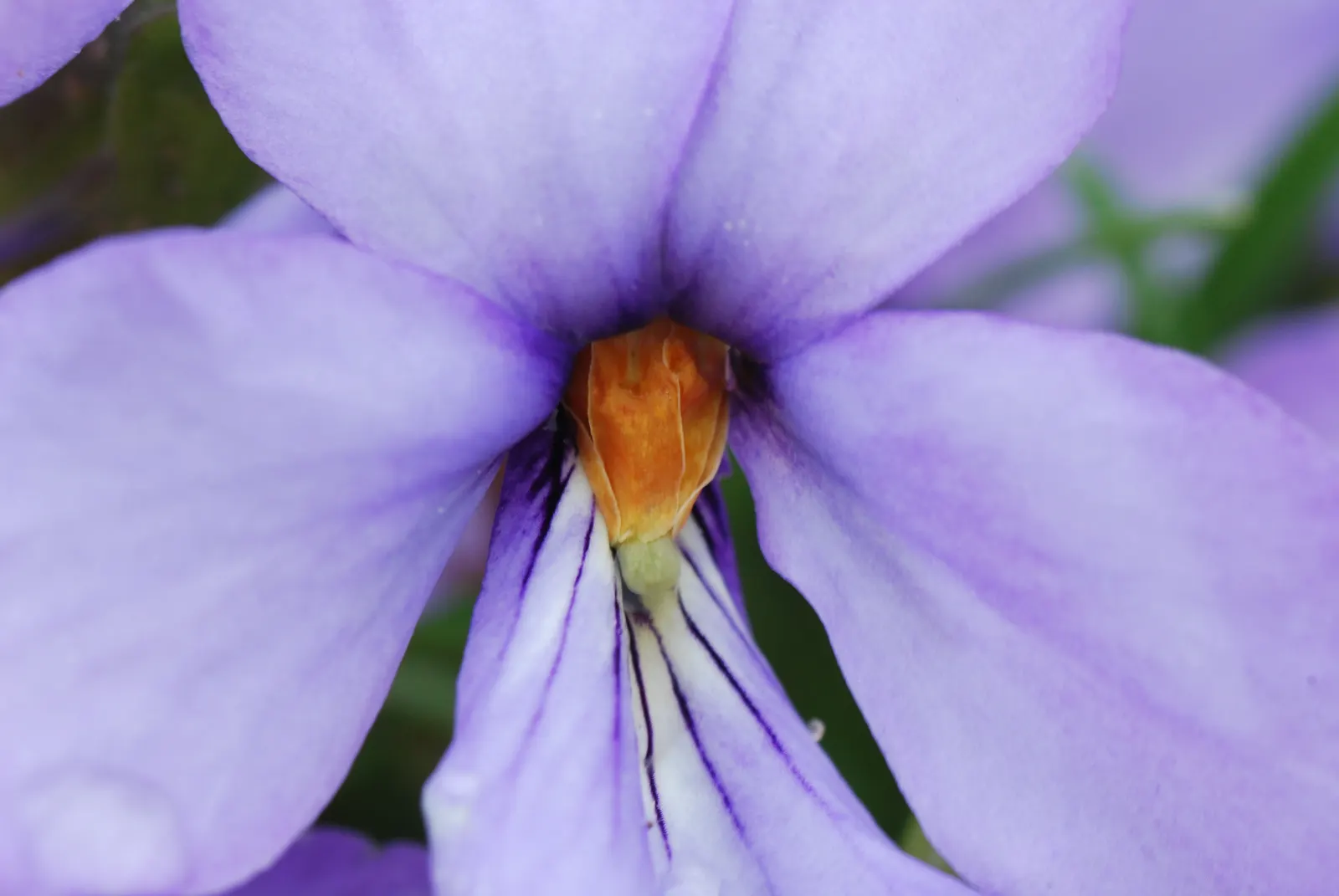 Bird's Foot Violet (Viola Pedata) — this native prefers full to partial sun; offering a delicate texture and a pop of vibrant hue for your client's garden