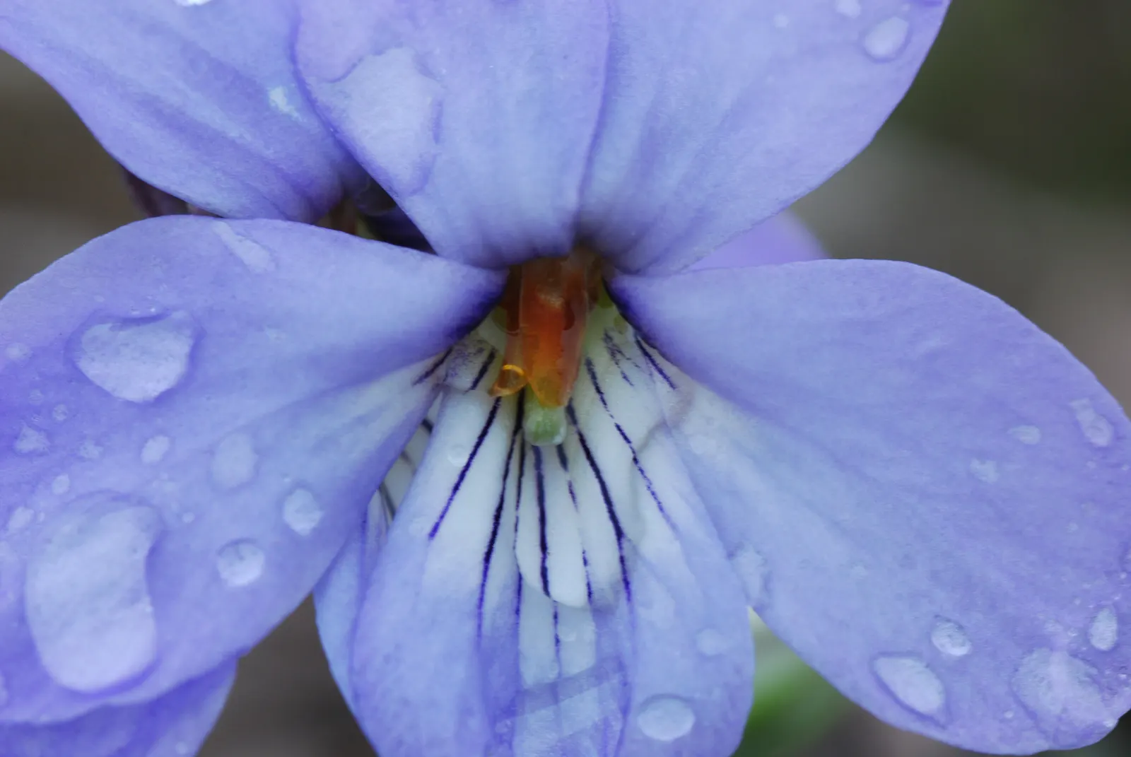 Bird's Foot Violet (Viola Pedata) — the Bird's Foot Violet produces striking blooms that can be either deep violet or blue; reaching a modest height of 3-6